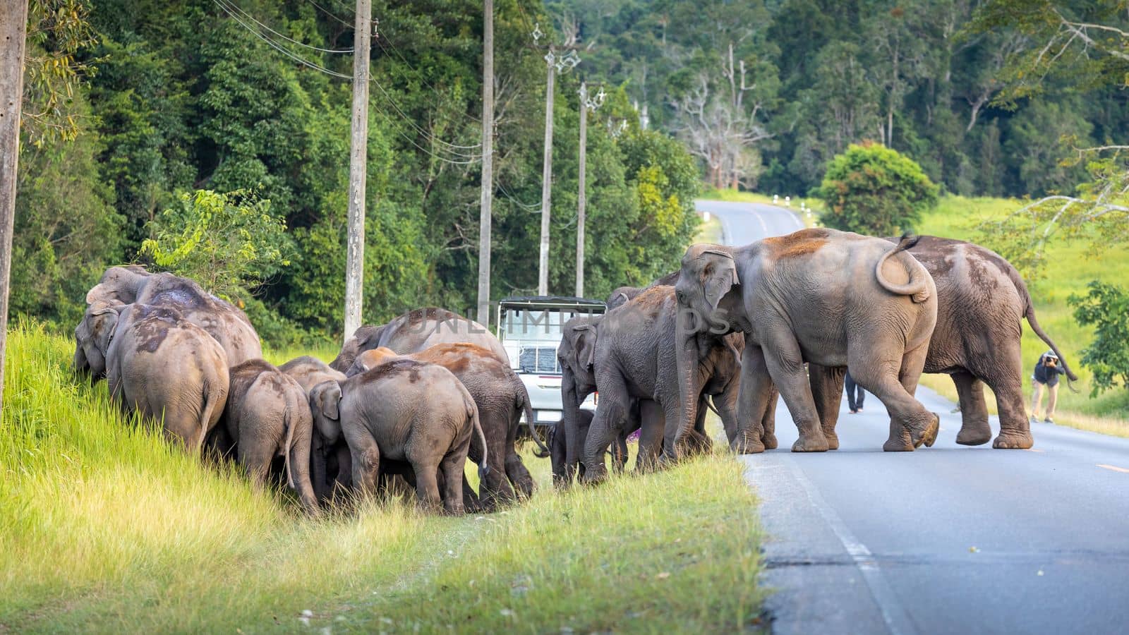 Wild elephants walking from green grass field and crossing rural road inside tropical rainforest with tourists observed in Khao yai national park, Thailand.