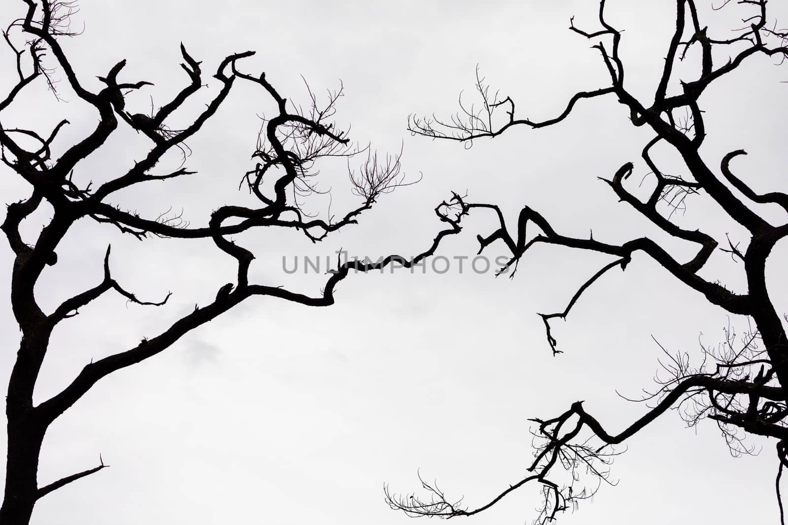 Abstract connection of twisted branches of dead trees with white sky.