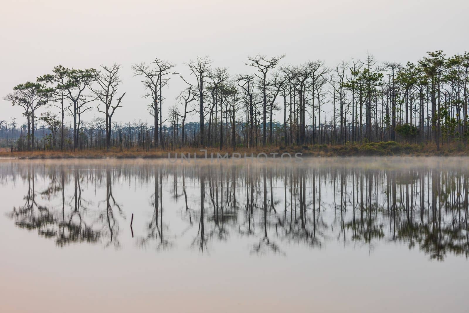 Natural scene of pine woods reflecting on flat water surface which covered by mist.