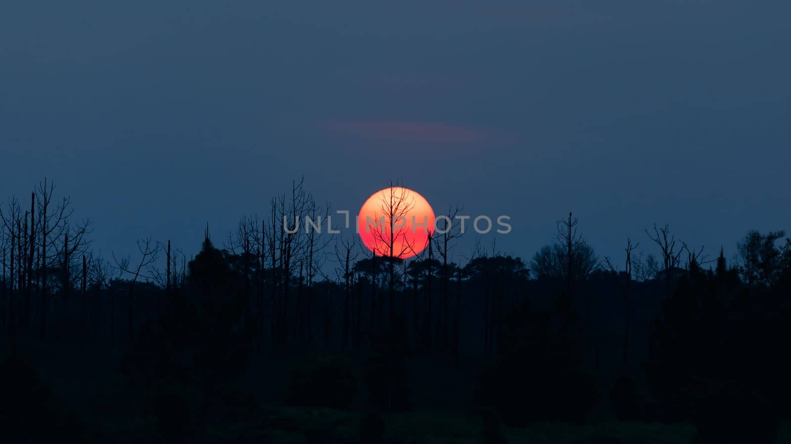 Dark scene of early morning of silhouetted trees with rising sun.