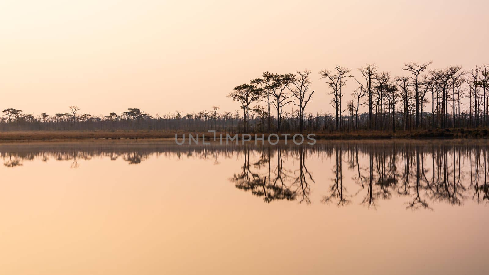 Natural scene of pine woods reflecting on flat water surface of lake at sunrise.