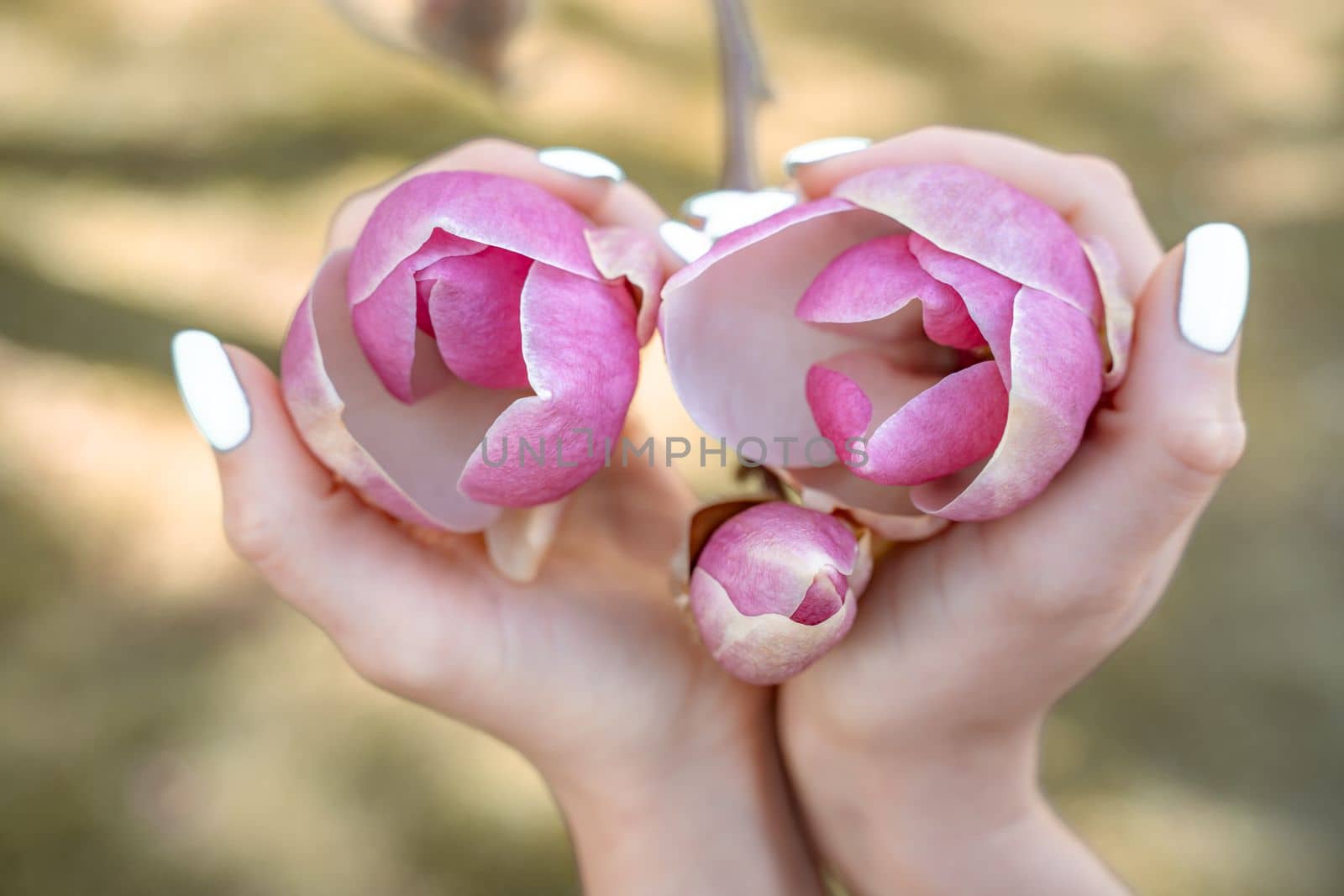 Magnolia woman hands. Girl holding blooming magnolia flowers in the park in spring.