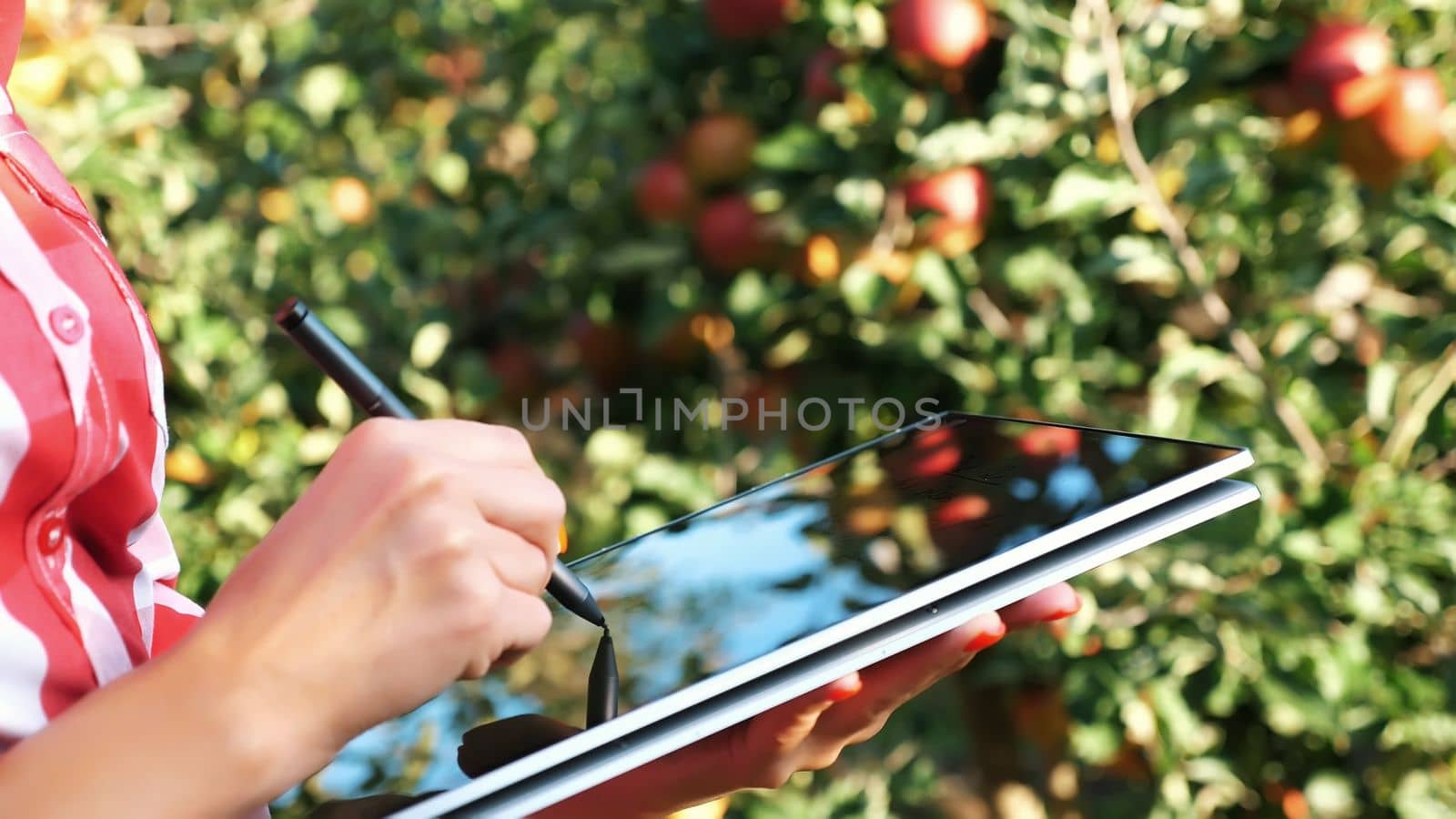 close up, female business farmer or agronomist working in the apple garden, makes notes on a tablet for better quality control, Focused on work.. Smart farming and digital agriculture concept. High quality photo