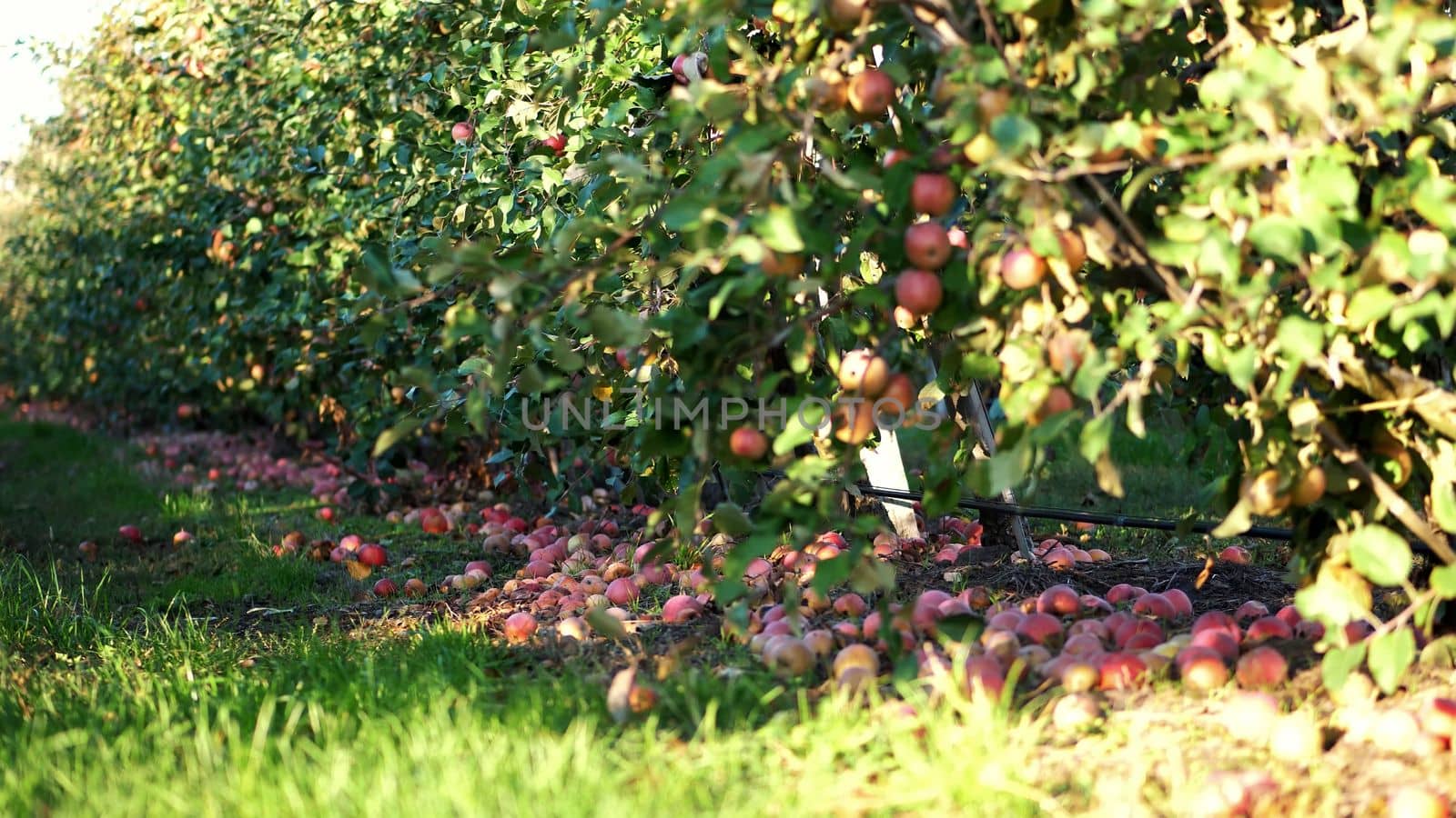 close up, Many ripe fallen apples lying on the ground under apple trees in an orchard. early autumn. harvest of apples on the farm. by djtreneryay