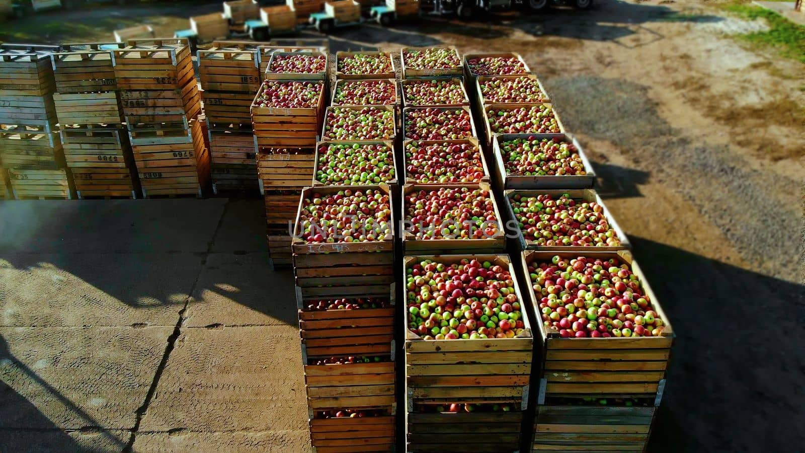 aero top view. wooden containers, boxes filled to the top with ripe red and green delicious apples, during annual harvesting period in apple orchard. fresh picked apple harvest on farm by djtreneryay
