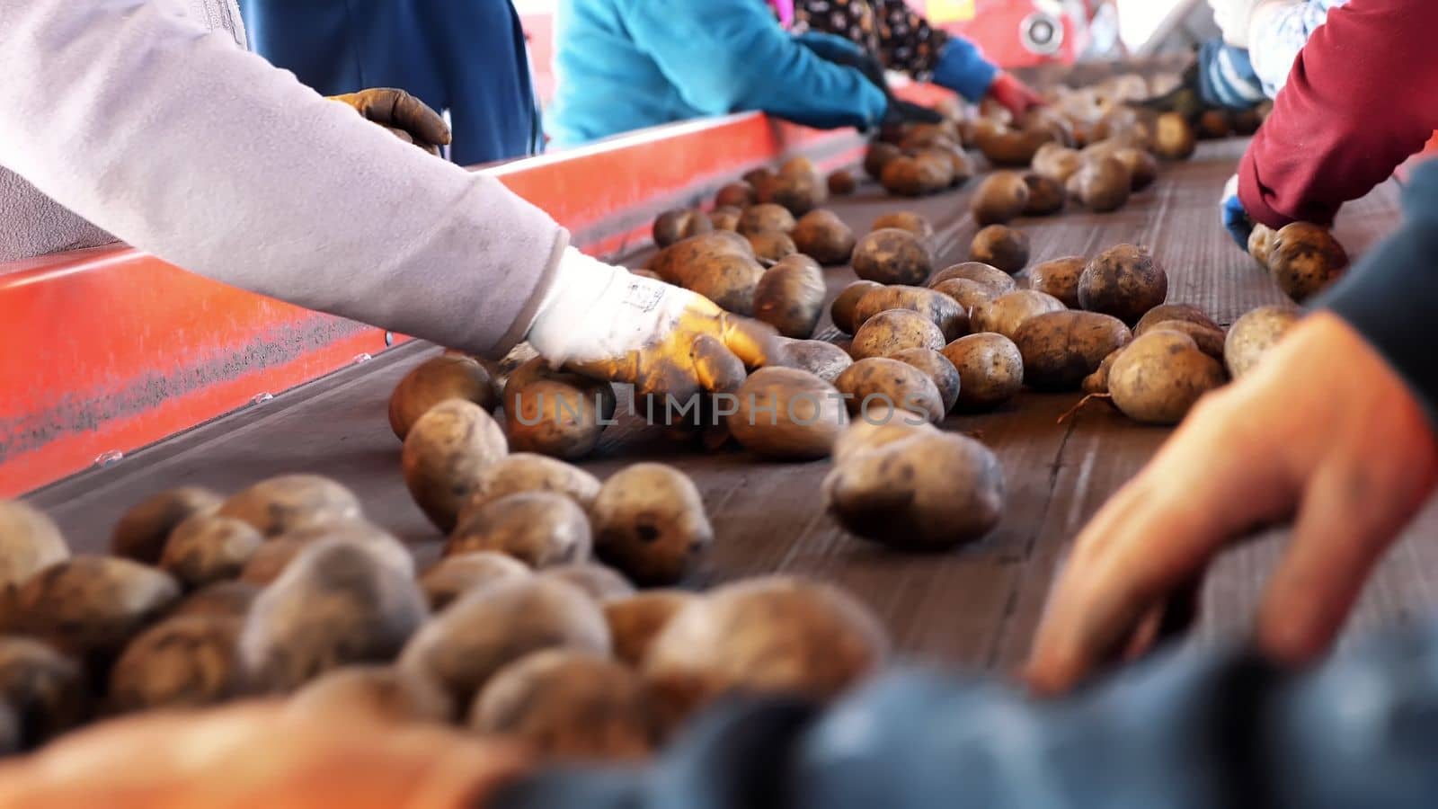 close-up. workers in gloves are sorting through potatoes manually on conveyor belt. potatoes are put in large wooden boxes for packaging. Potato sorting at farm, agricultural production sector. High quality photo