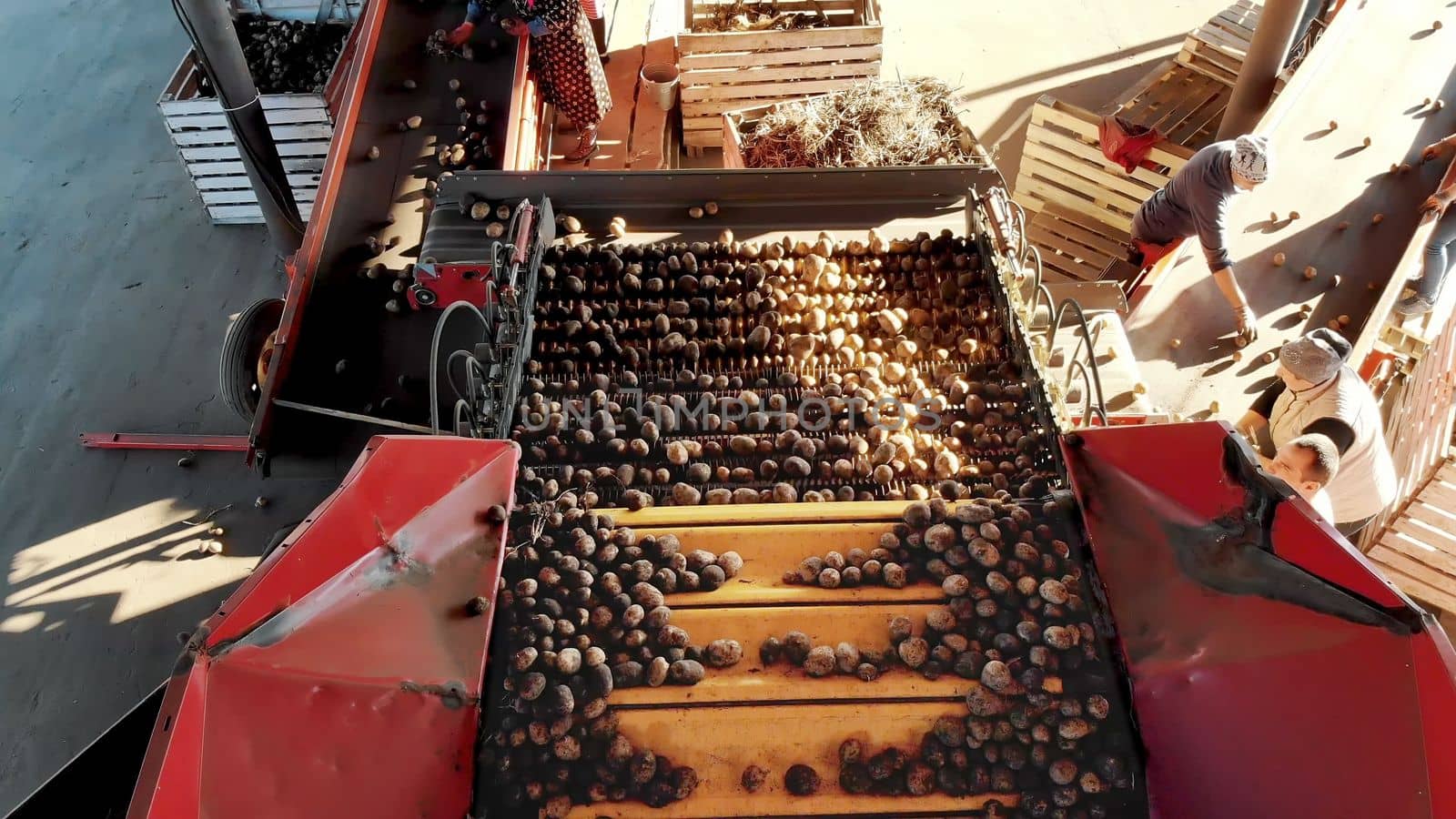 top view. special mechanized process of Potato sorting at farm. potatoes are unloaded on conveyor belt, and workers are sifting potatoes manually. potatoes are put in wooden boxes for packaging. High quality photo
