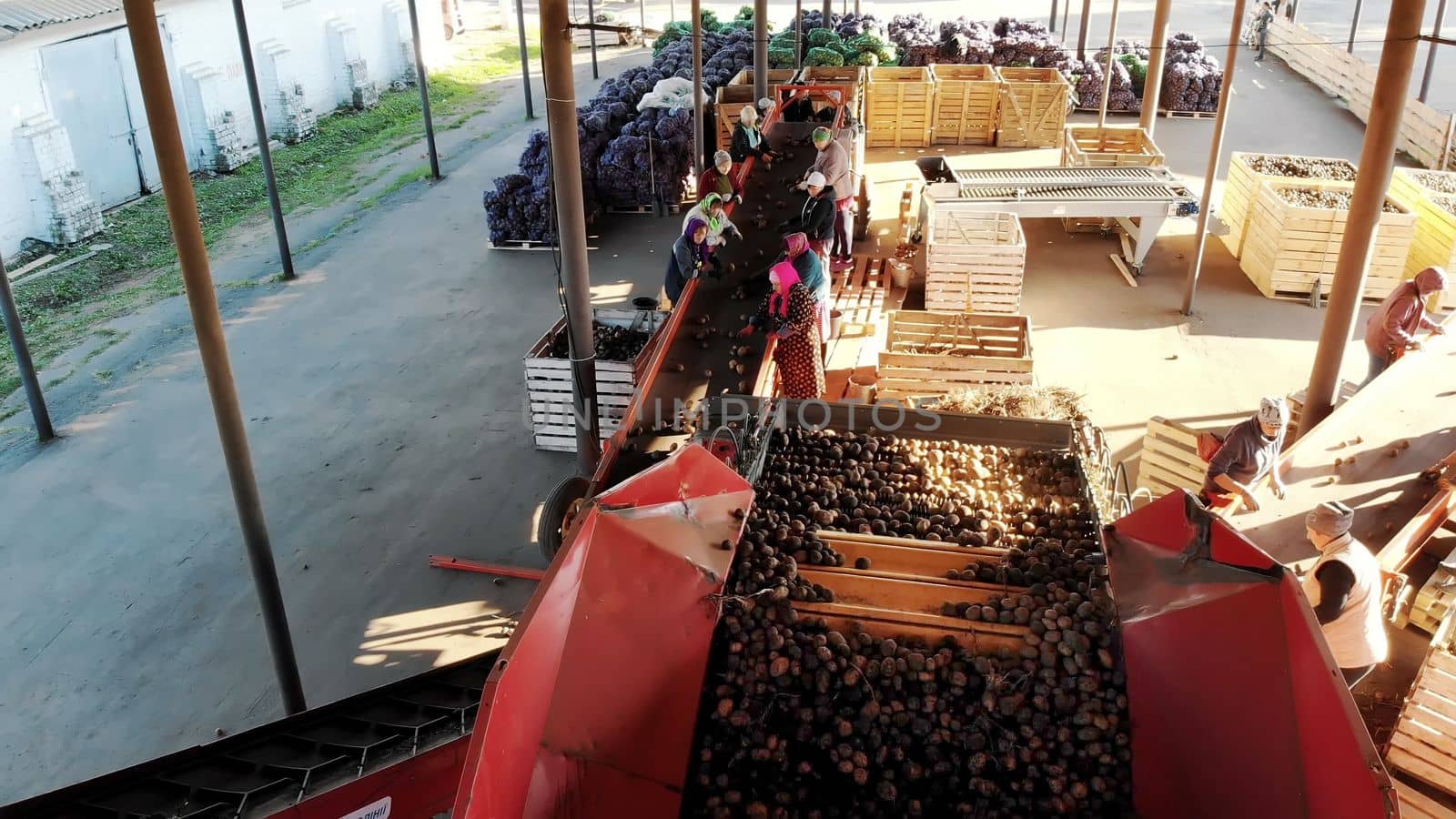 top view. special mechanized process of Potato sorting at farm. potatoes are unloaded on conveyor belt, and workers are sifting potatoes manually. potatoes are put in wooden boxes for packaging. High quality photo