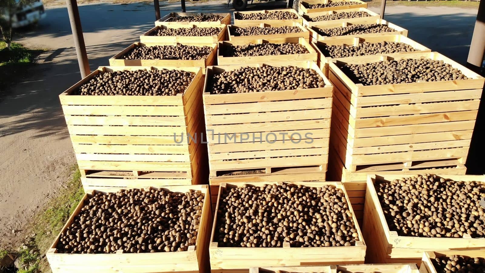 harvested potatoes standing in large wooden containers, boxes, filled to top. potatoes waiting to go to market for sale. annual potatoes harvesting period on farm. agricultural production sector. High quality photo