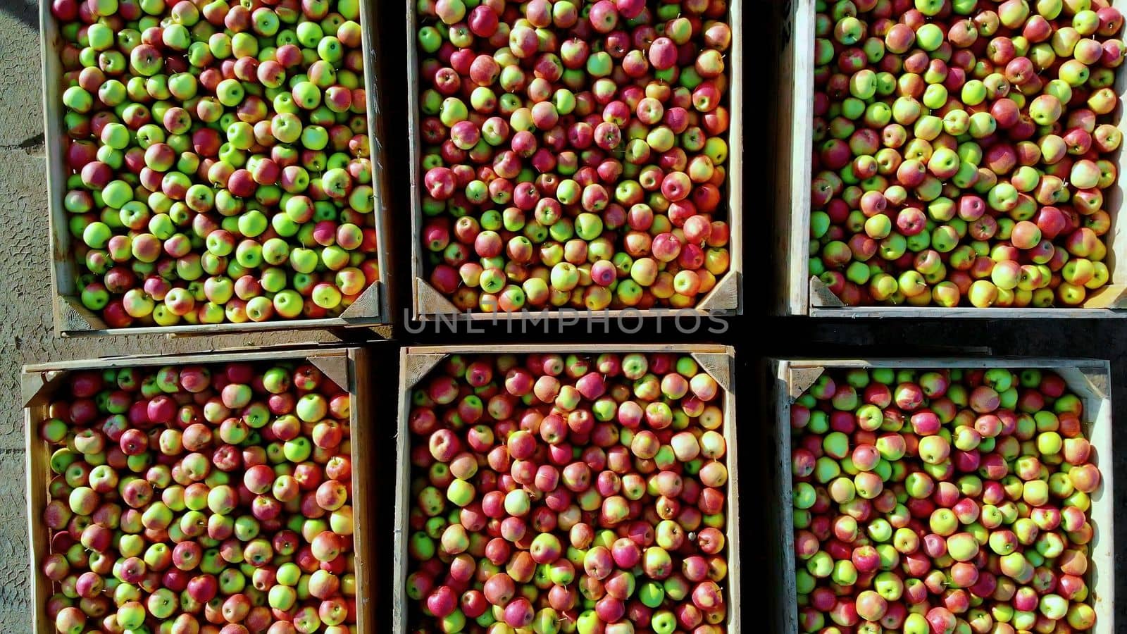 close-up, aero top view. wooden containers, boxes filled to the top with ripe red and green delicious apples, during annual harvesting period in apple orchard. fresh picked apple harvest on farm. High quality photo