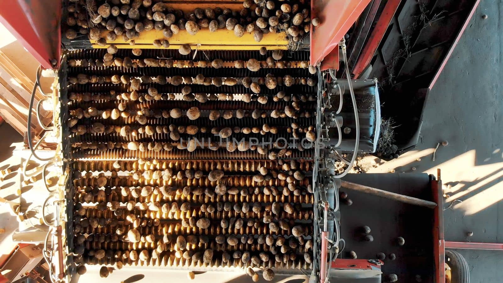 top view. special mechanized process of Potato sorting at farm. potatoes are unloaded on conveyor belt, and workers are sorting potatoes manually. potatoes are put in wooden boxes for packaging. High quality photo