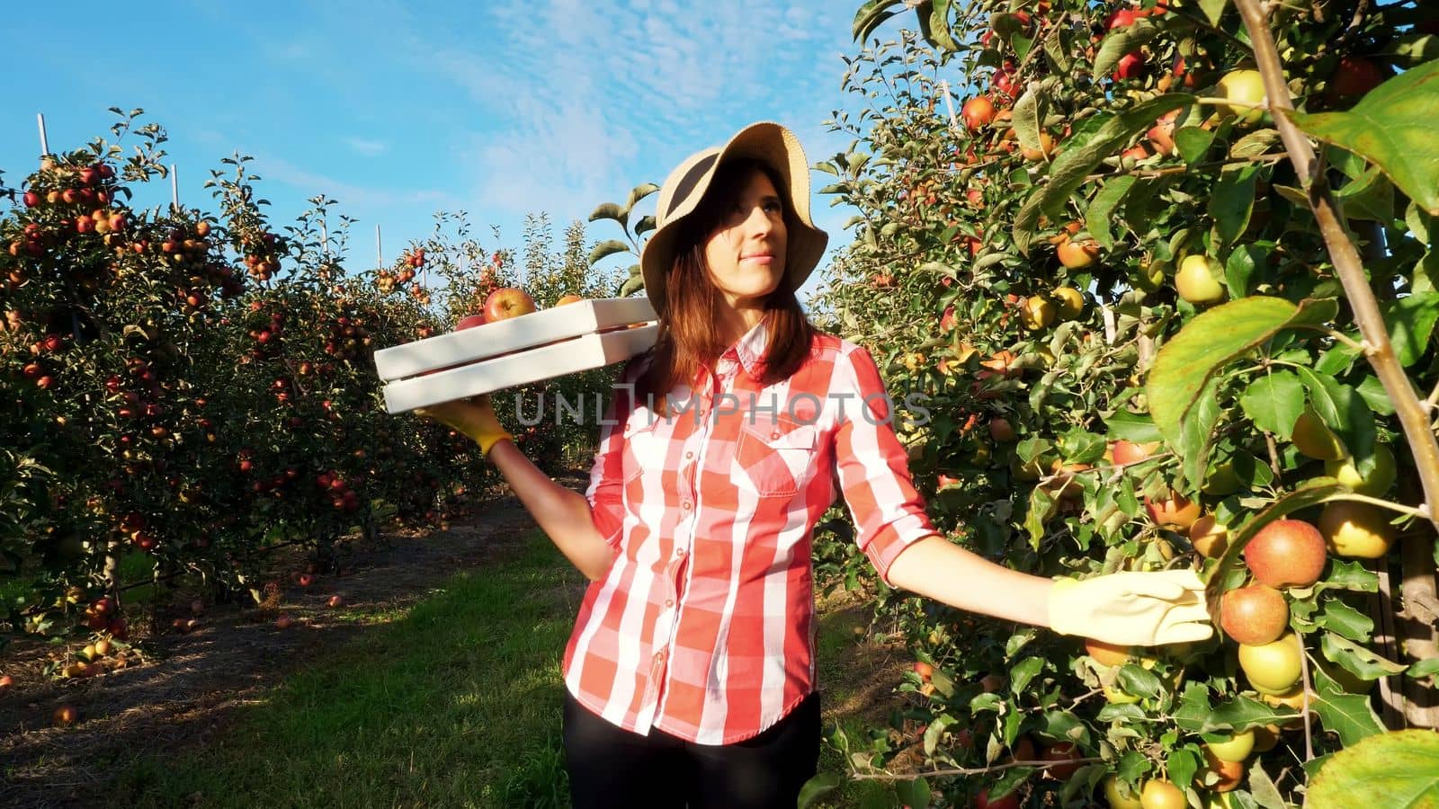in the sun's rays, female farmer in plaid shirt and hat walks between the rows of apple trees. she holds box with fresh juicy, selective apples. red apple harvest in the garden, on the farm. High quality photo