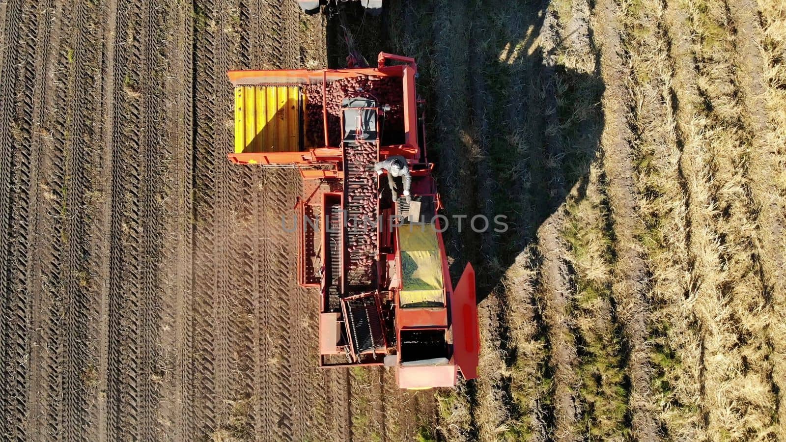 aero top view. Farm machinery Harvesting fresh organic potatoes in an agricultural field. coupled with a tractor, Red colored potato harvester, digs up and gently places potatoes in special container. early autumn. High quality photo