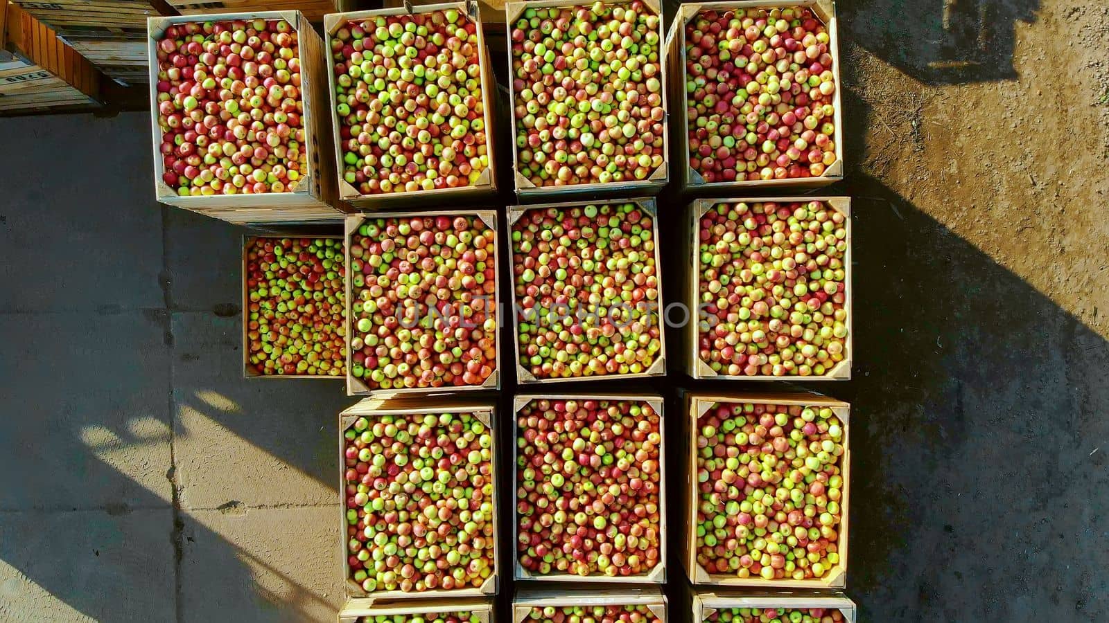 close-up, aero top view. wooden containers, boxes filled to the top with ripe red and green delicious apples, during annual harvesting period in apple orchard. fresh picked apple harvest on farm by djtreneryay
