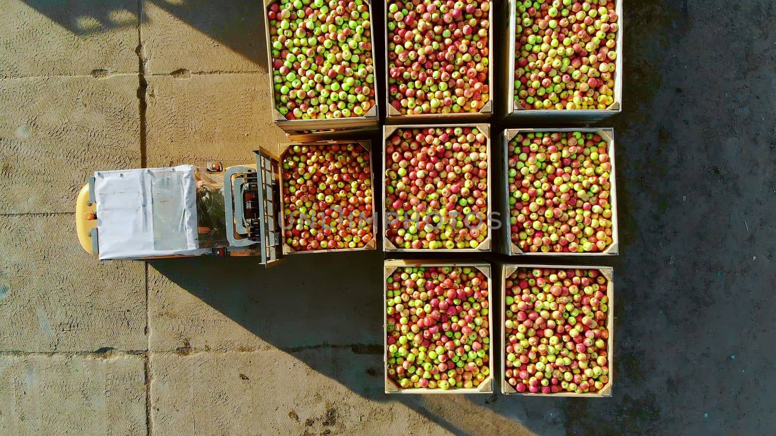 fresh picked apple harvest on farm. small loader, forklift truck, machine loads, put large wooden boxes, bins full of ripe red and green apples on top of each other. top view, aero video. High quality photo