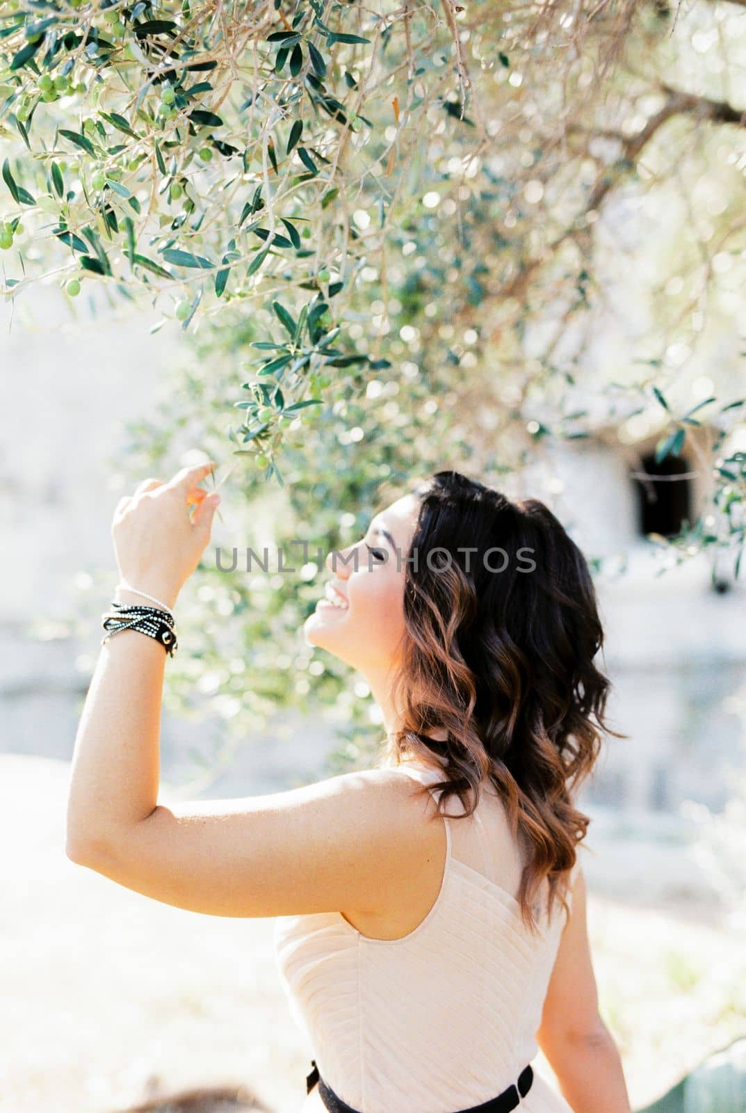 Happy bride touches the green branches of the olive tree. High quality photo