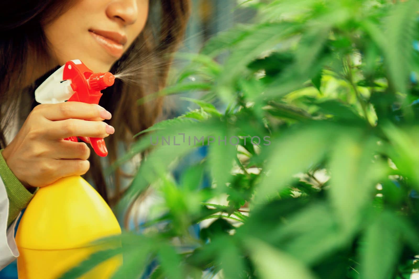 Closeup female scientist farmer using spray bottle on gratifying cannabis plant. by biancoblue