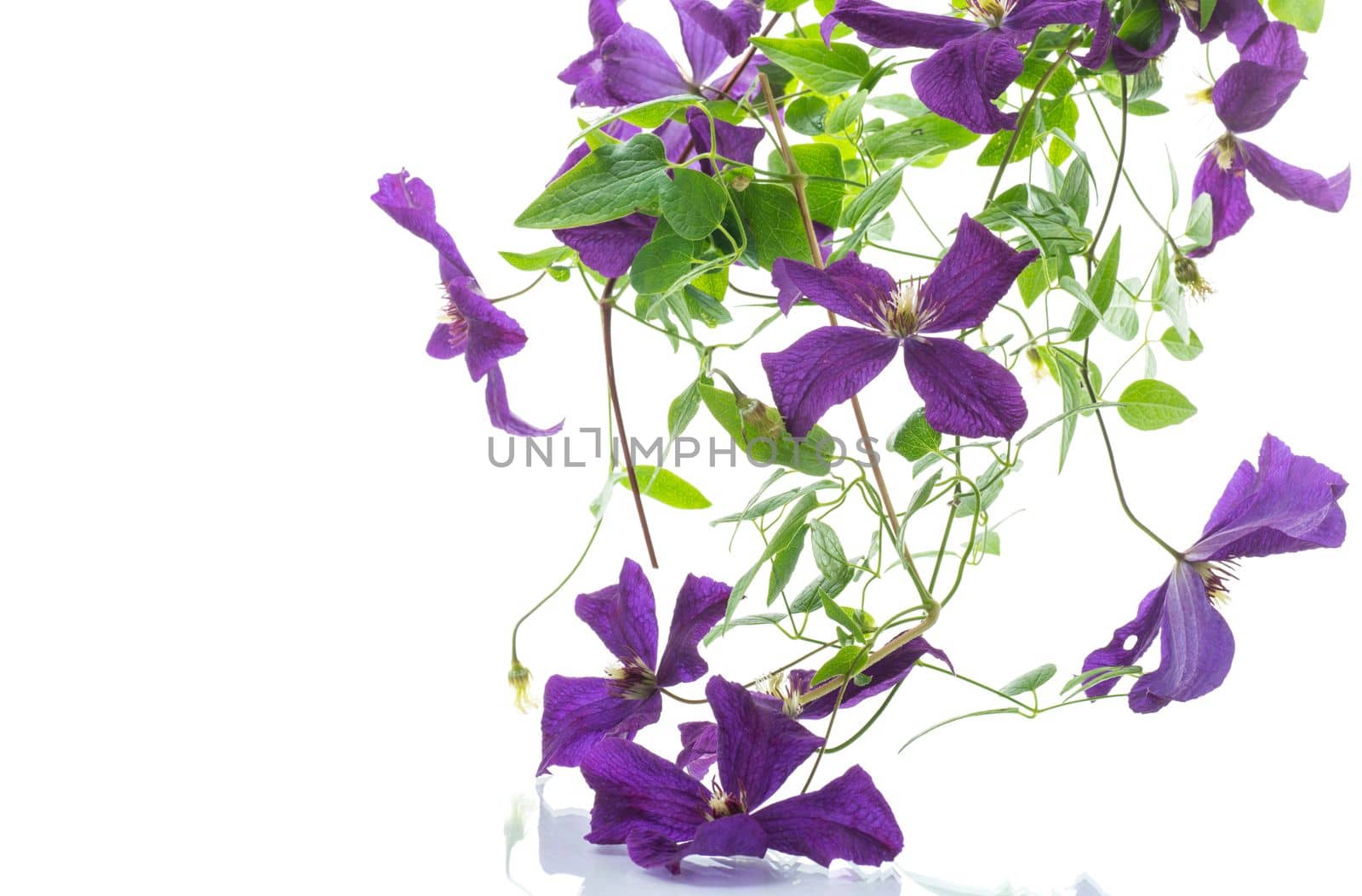 beautiful blooming clematis isolated on a white background