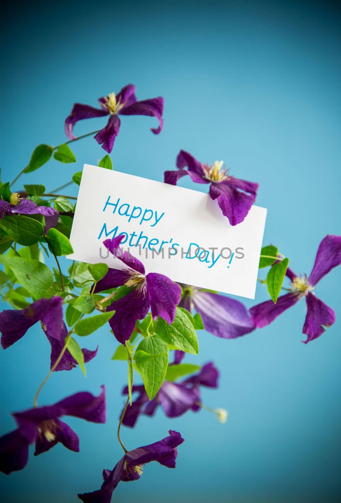 beautiful blooming clematis isolated on a blue background