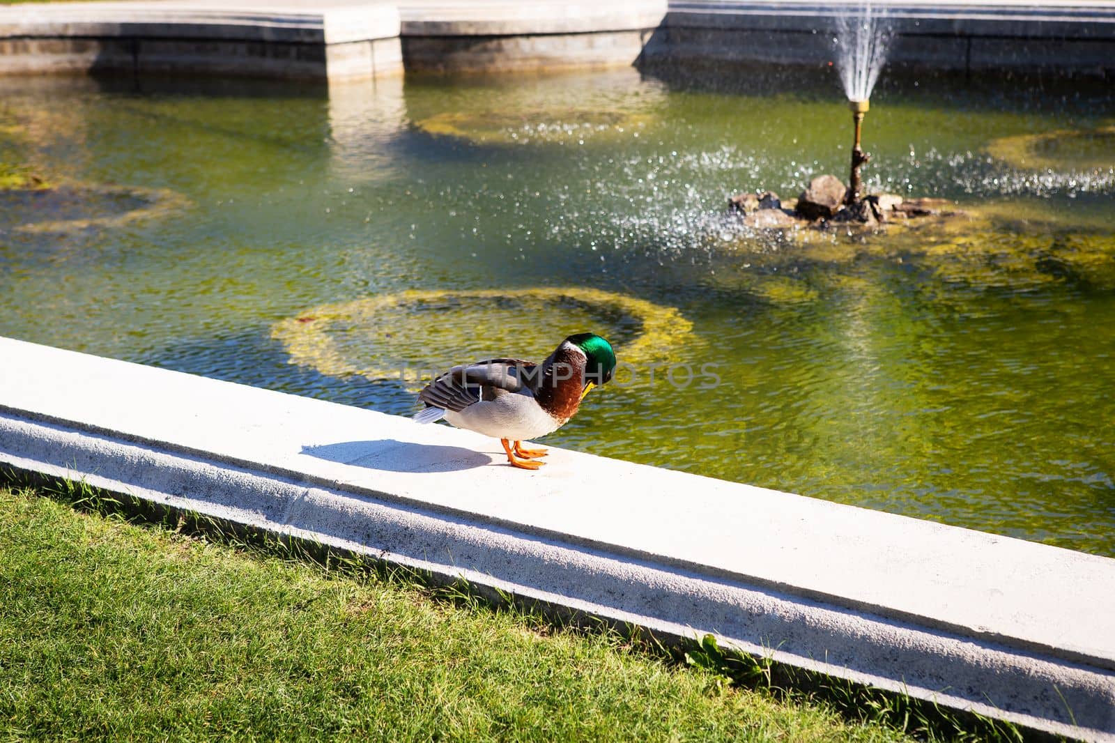 Beautiful park, a duck washes near the fountain. Travel to Sch nbrunn Palace, residence in Vienna, Austria. by sfinks