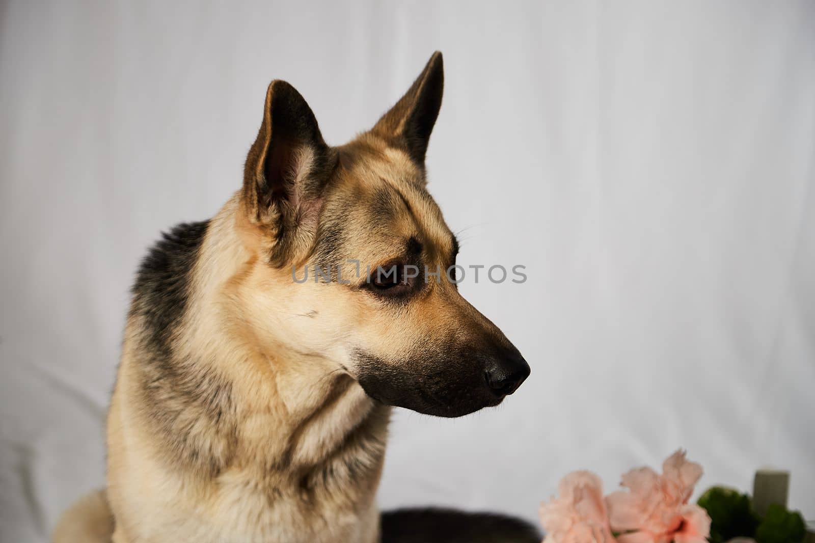 Cute funny big dog near decorations of flower. Pet german shepherd at home before holiday. Strange swiss shepherd dog posing in room during photo shoot by keleny