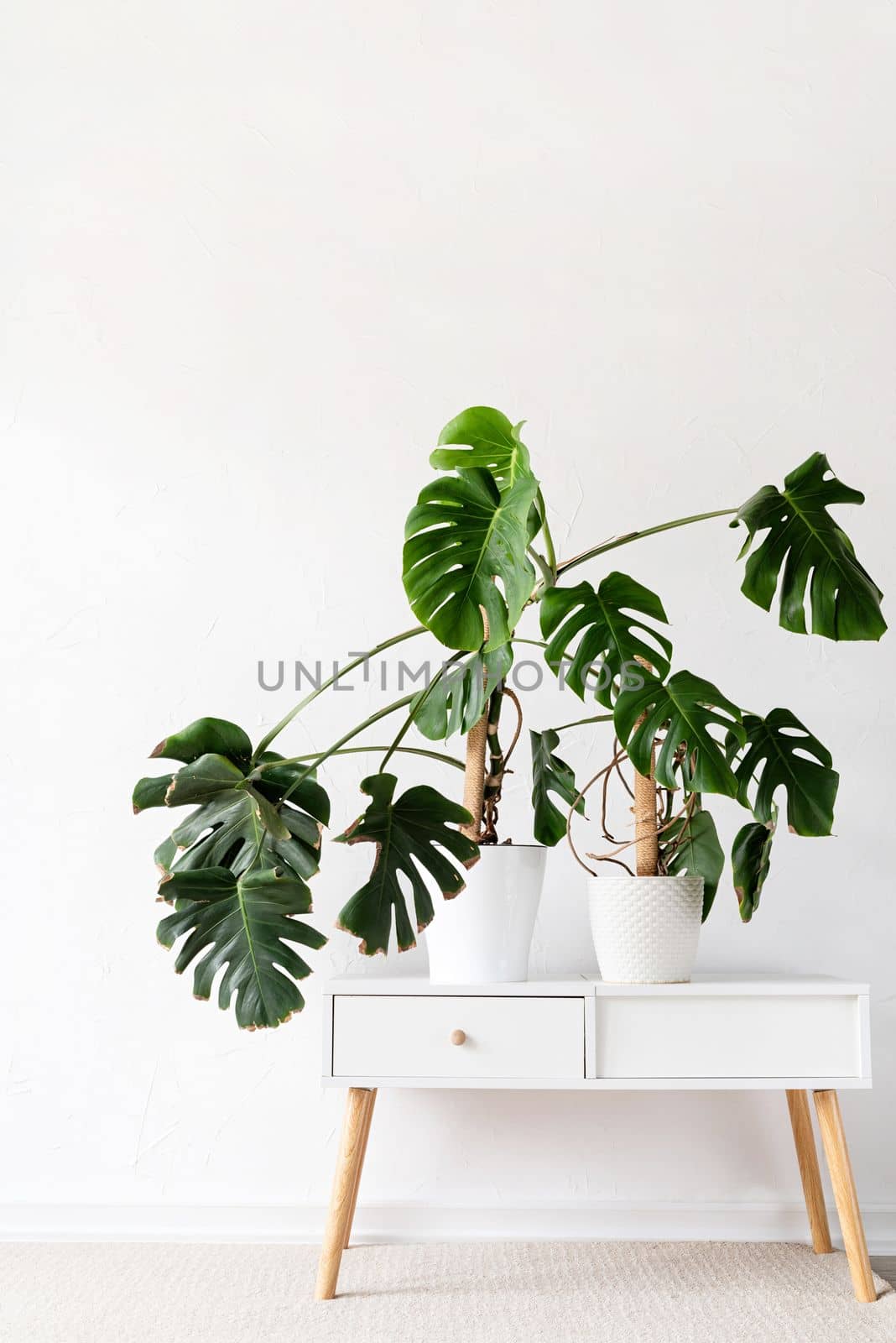 Beautiful monstera plants in a white pots on wooden table on white background. minimalism. Hipster scandinavian style room interior. Empty white wall and copy space