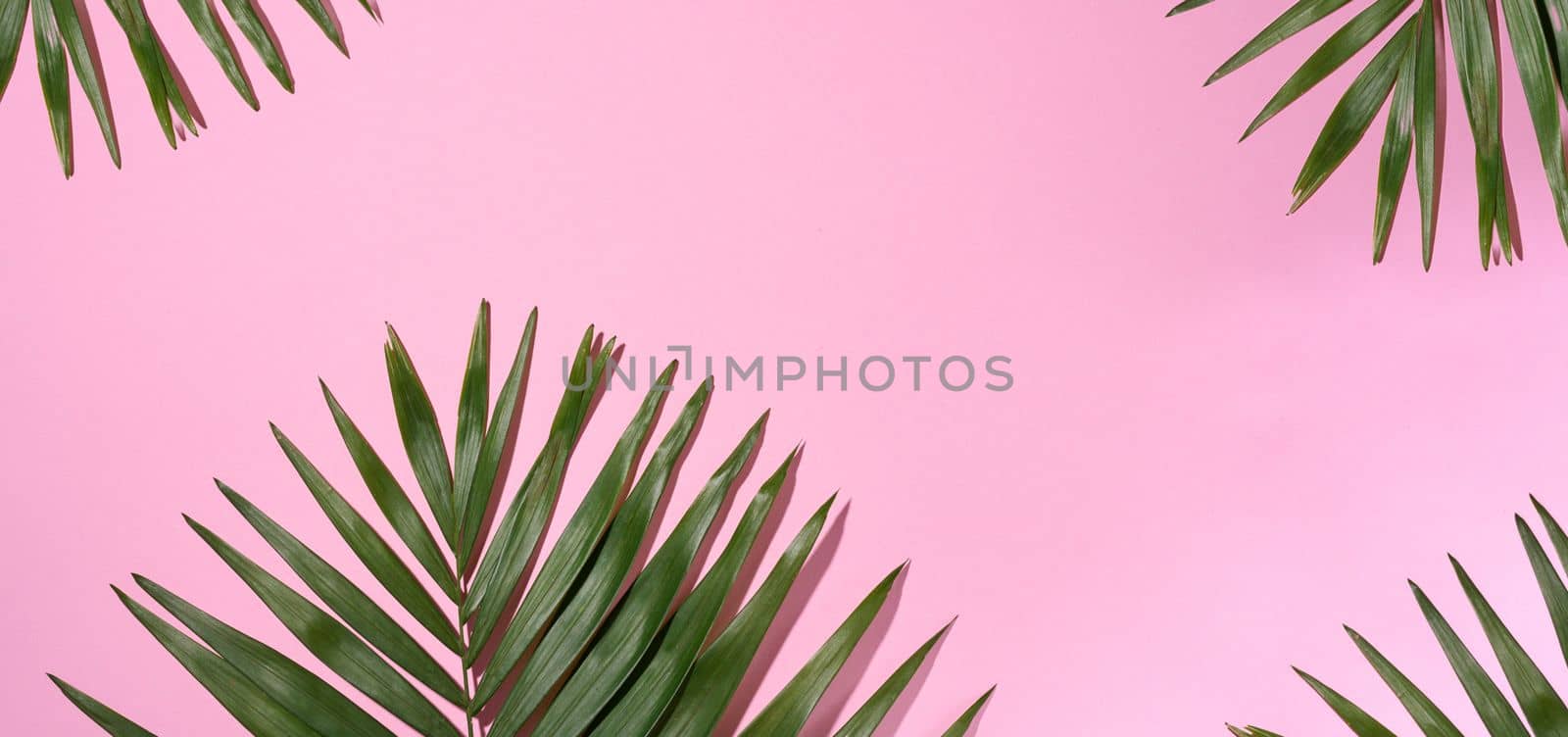 Green palm leaves with shadow on a pink background. Flat lay