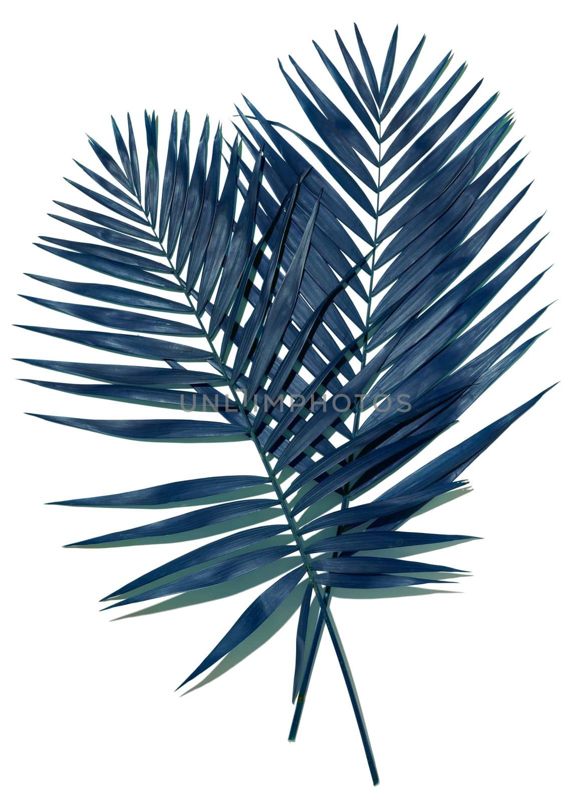 Dark blue palm leaf on a white isolated background