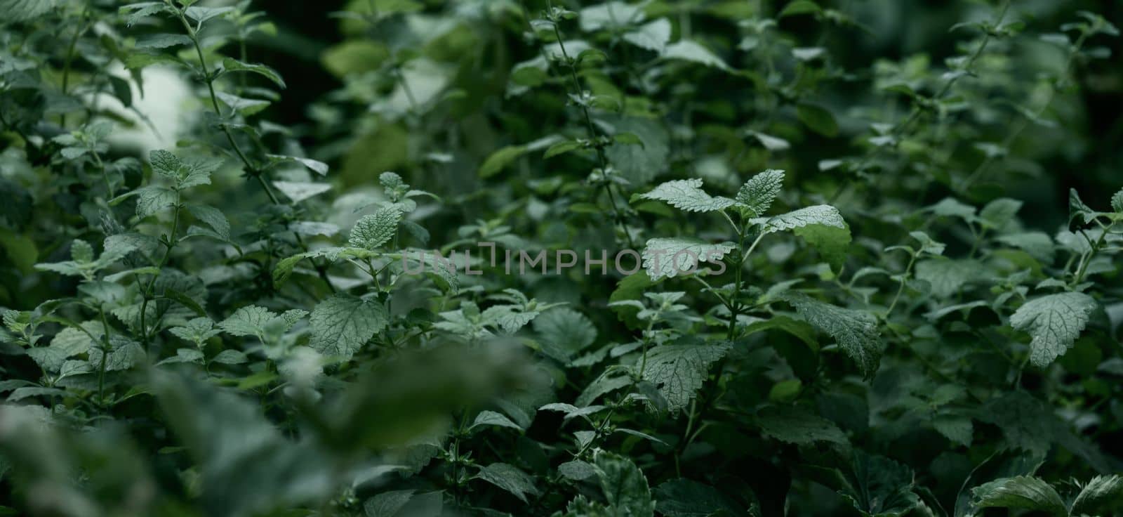 Growing mint bushes in the garden on a summer day