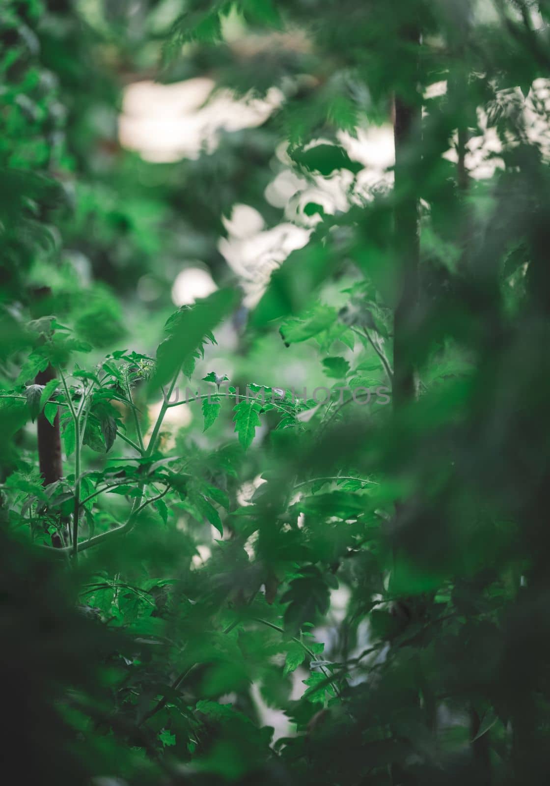 Green tomato leaves in the garden, selective focus by ndanko