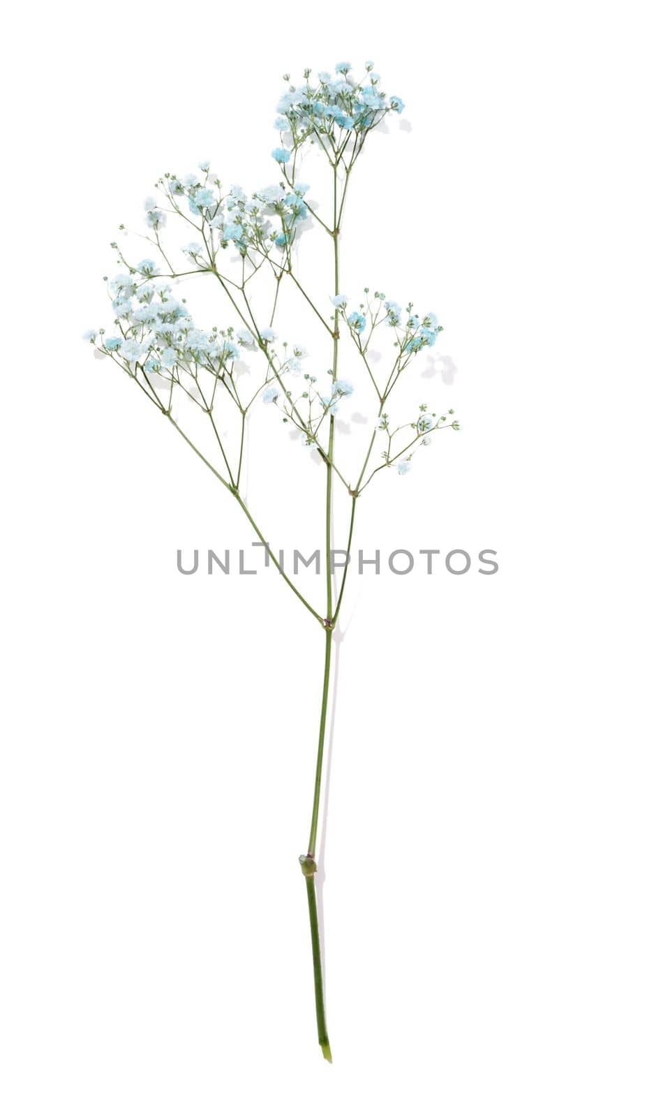 Gypsophilia branch with blue flowers on a white background, top view