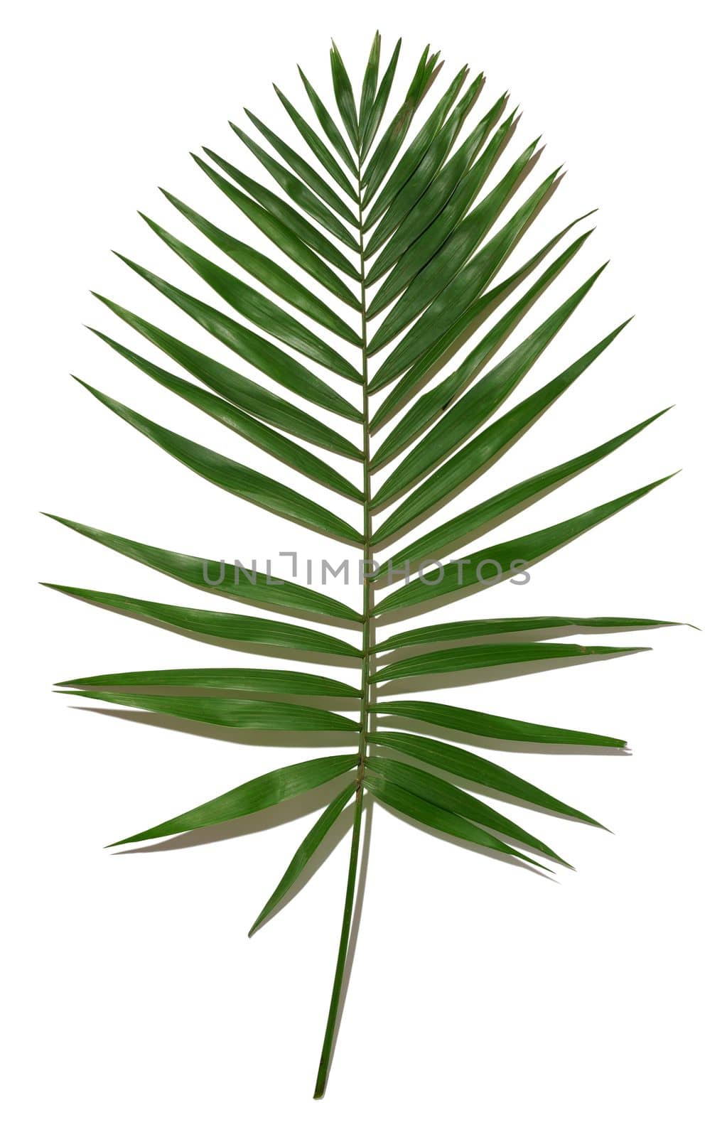 Green palm tree branch isolated on white background by ndanko