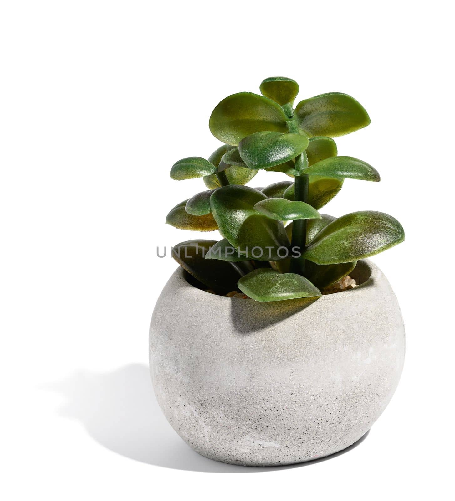 Growing succulent in a gray cement pot on a white isolated background by ndanko