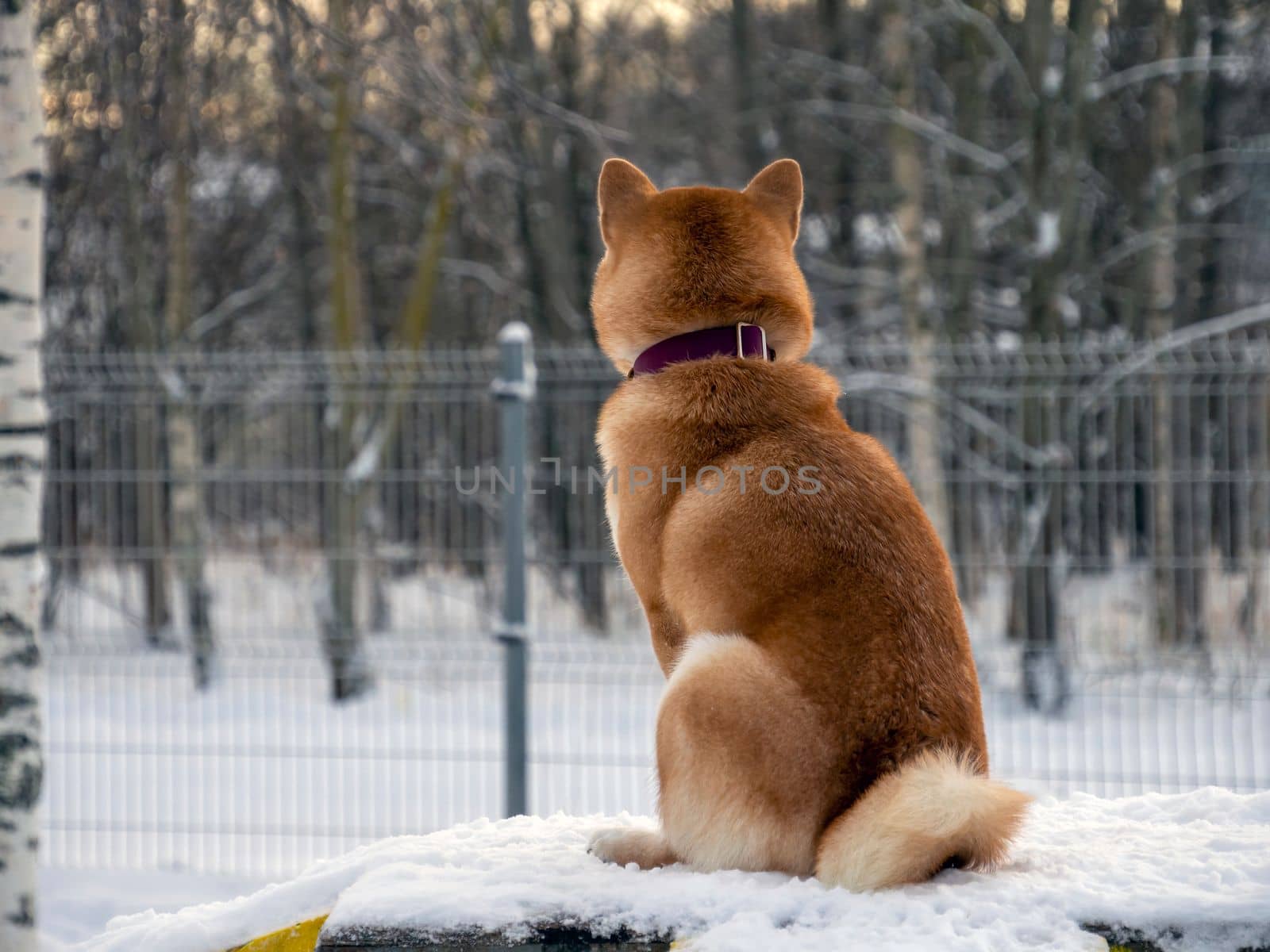 Japanese red coat dog is in winter forest. Portrait of beautiful Shiba inu male standing in the forest on the snow and trees background. High quality photo. Walk in winter