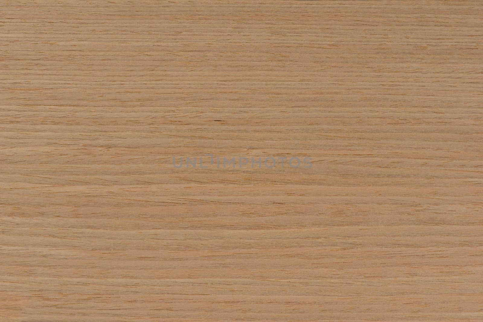 Natural oak texture. Wood texture. Oak board for furniture production. Untreated plank of young oak with fine texture in light color by SERSOL