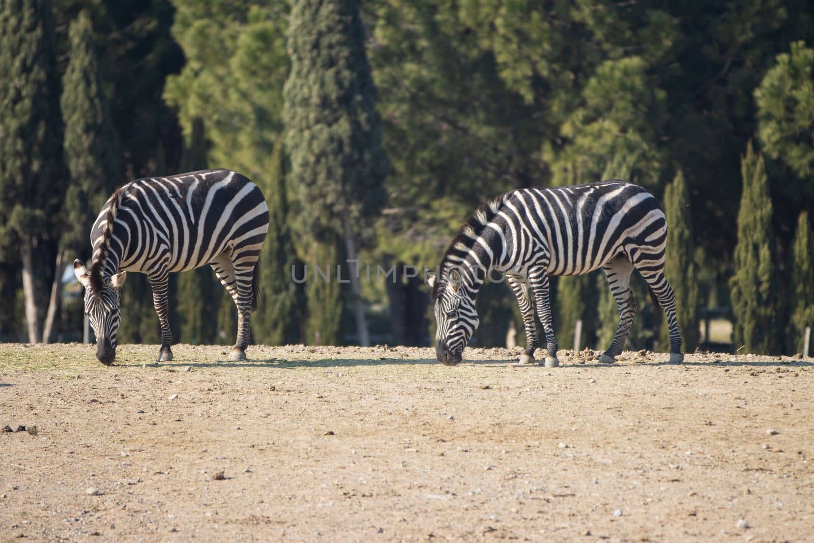 Two zebras grazing in a field i. High quality photo