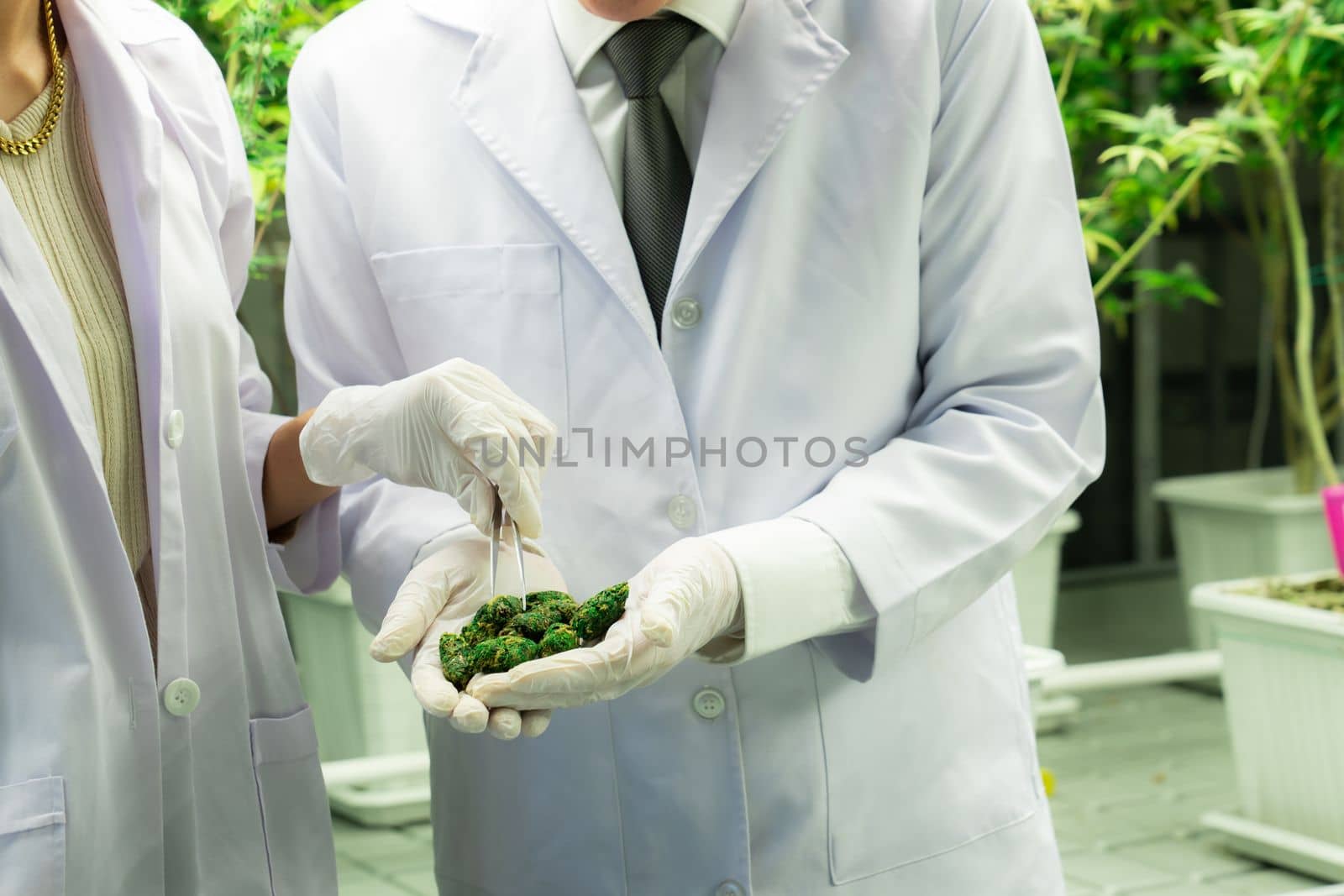 Closeup scientists grasping gratifying heap of cannabis weed buds with tweezers harvested from a curative indoor cannabis plant hydroponic farm. Cannabis farm in grow facility for high quality concept
