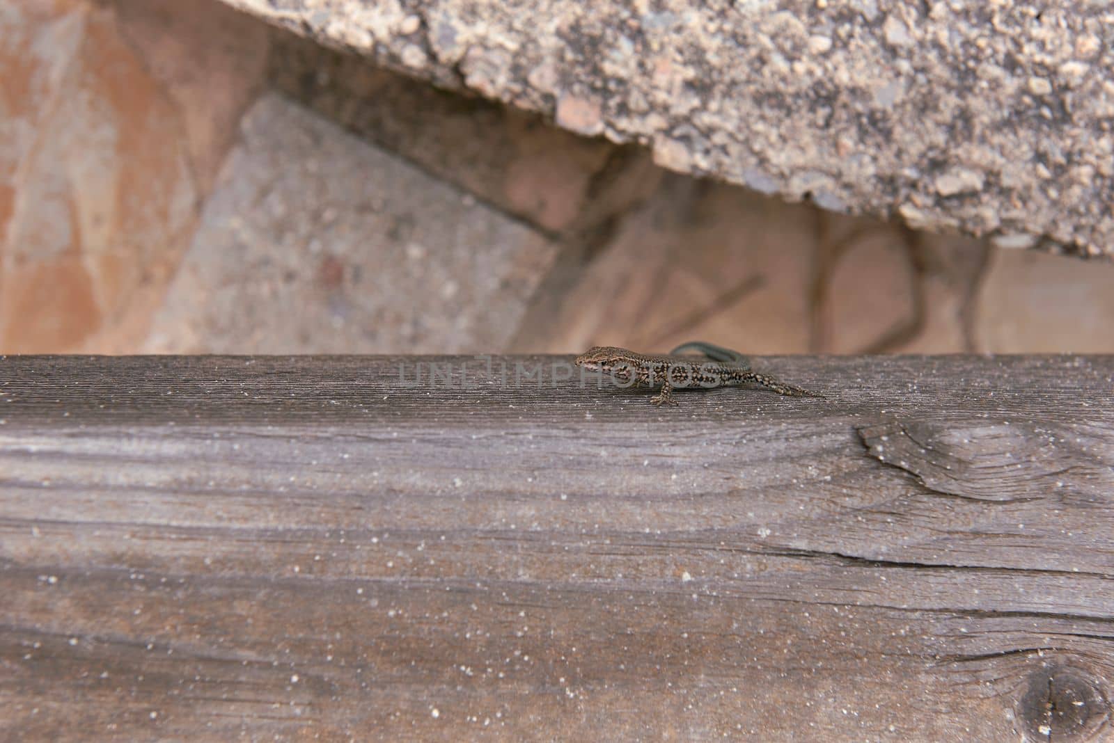 A small lizard on a wooden trunk. Detail, stone, grey, grey, texture, reptile small empty space