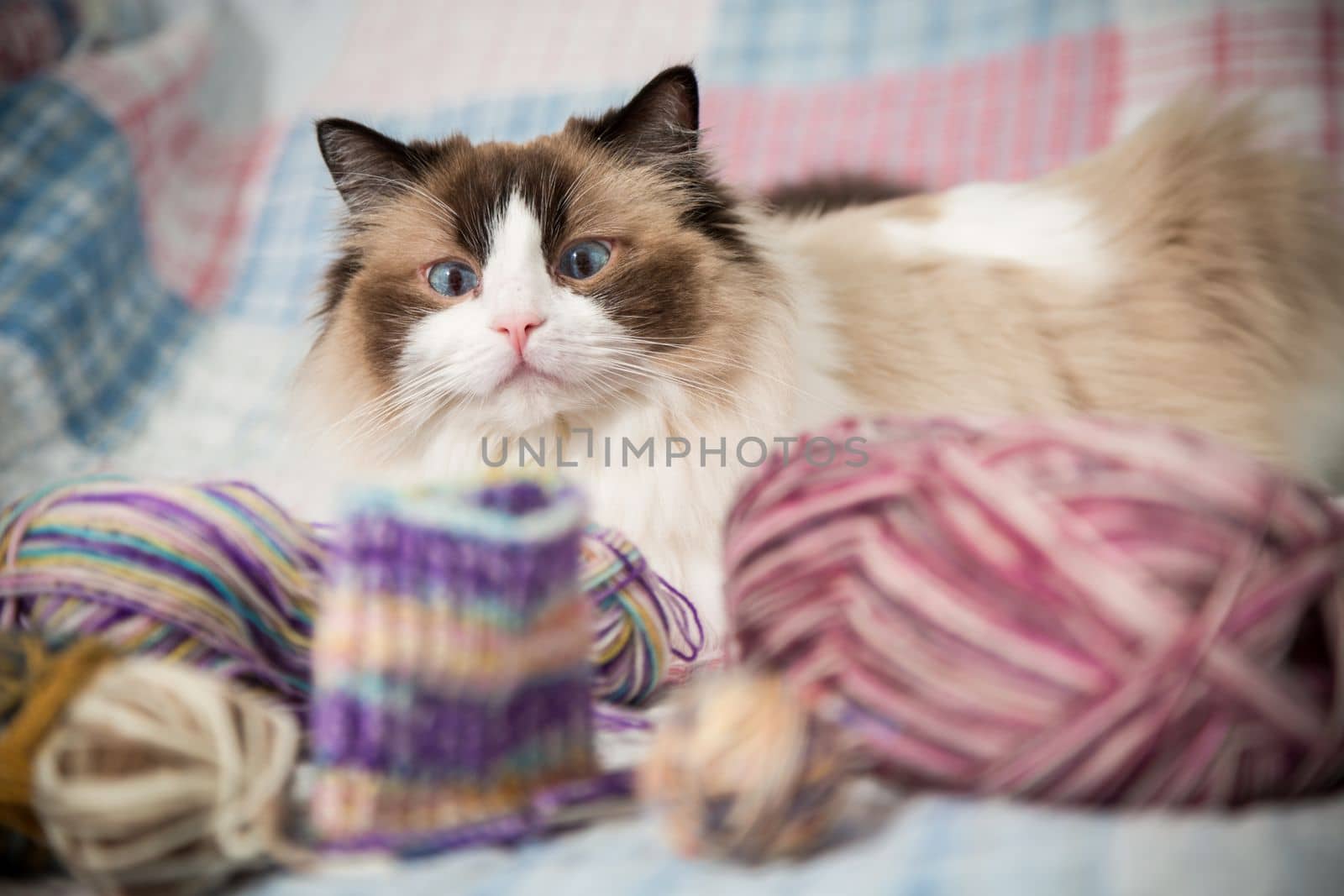 Colored threads, knitting needles and other items for hand knitting and a cute domestic cat Ragdoll on the bed.