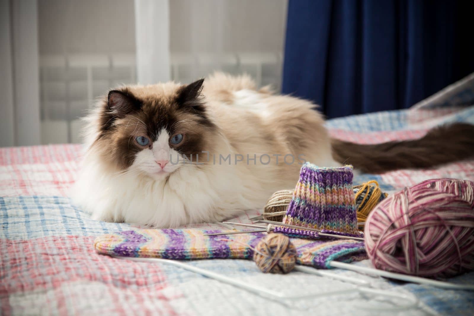 Colored threads, knitting needles and other items for hand knitting and a cute domestic cat Ragdoll on the bed.