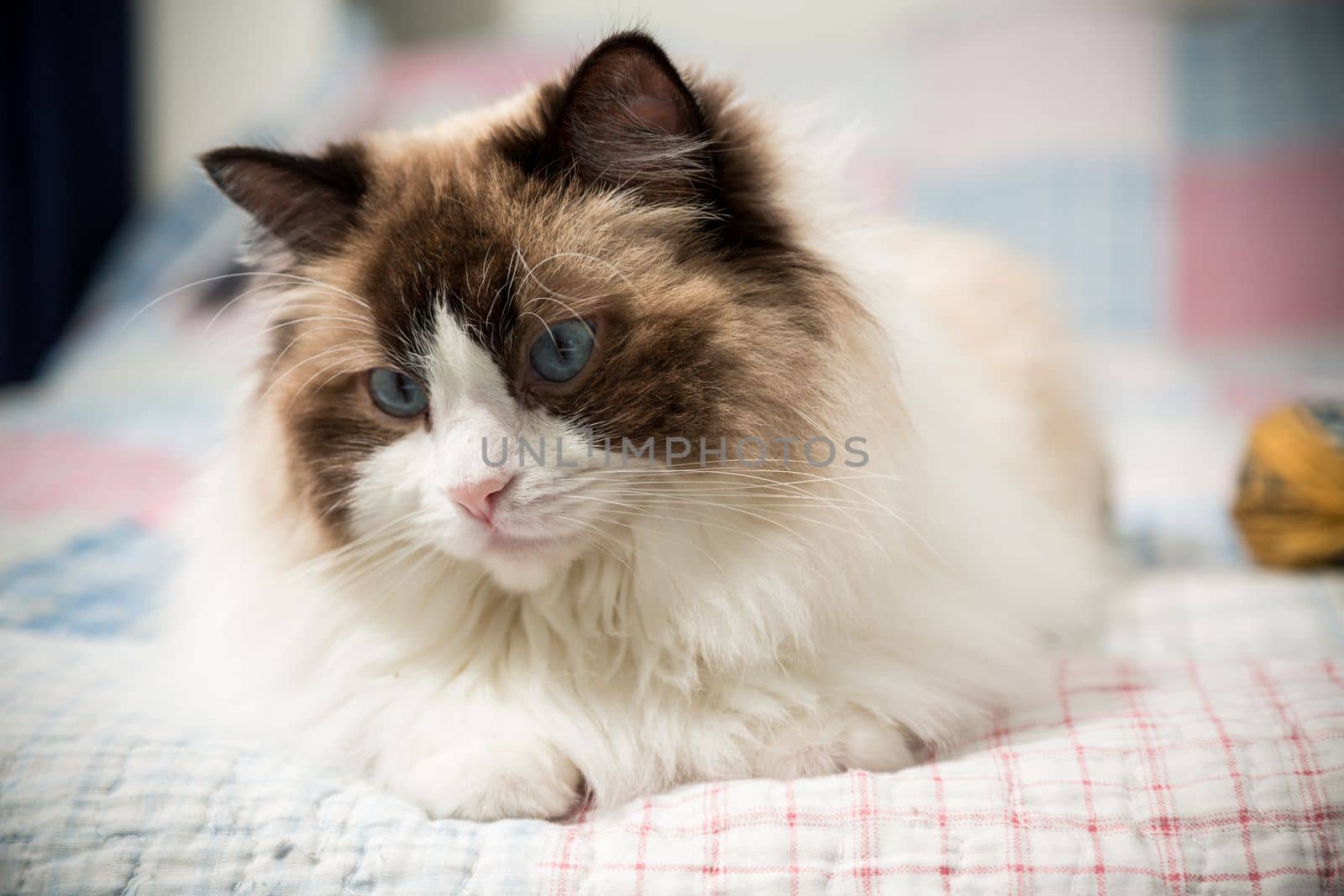 Beautiful domestic purebred cat Ragdoll, lies on the bed at home.
