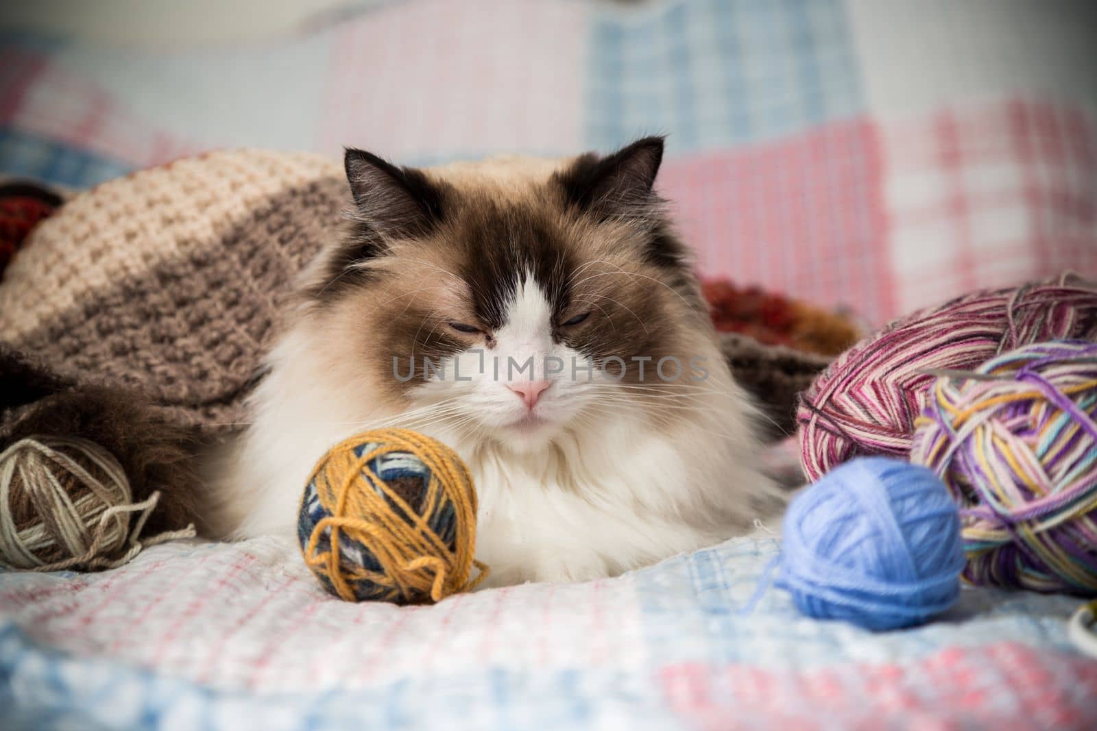 Colored threads, knitting needles and other items for hand knitting and a cute domestic cat Ragdoll on the bed.