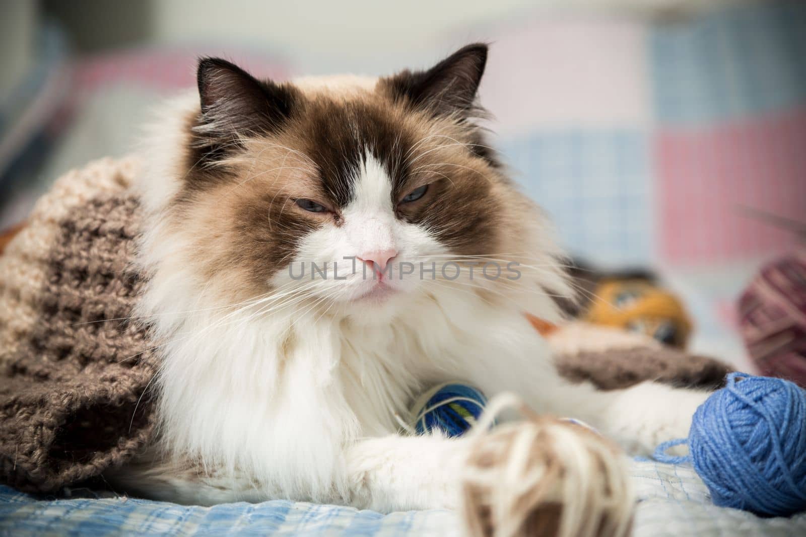 Colored threads, knitting needles and other items for hand knitting and a cute domestic cat Ragdoll on the bed.