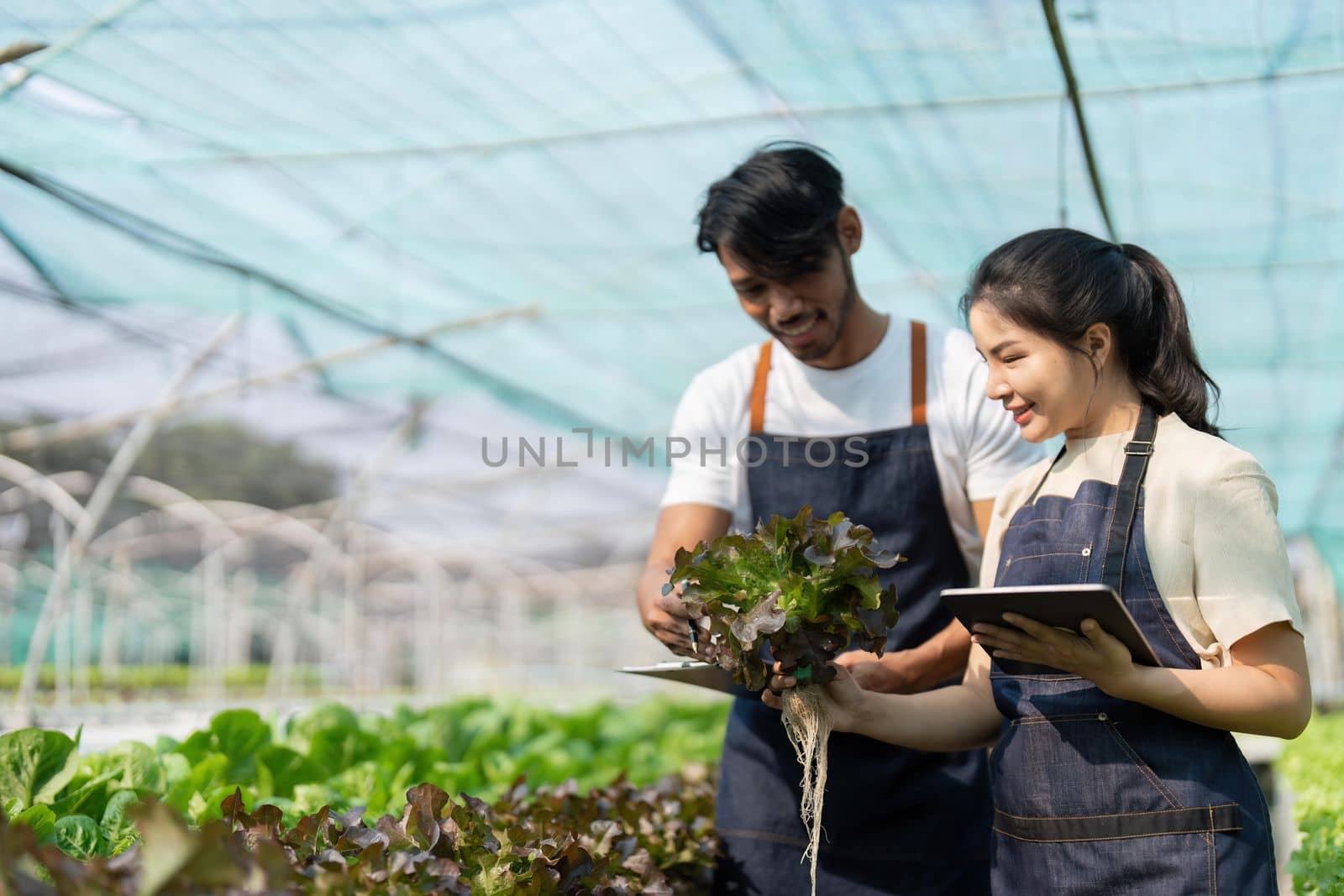 Asian woman and man farmer working together in organic hydroponic salad vegetable farm. using tablet inspect quality of lettuce in greenhouse garden by nateemee