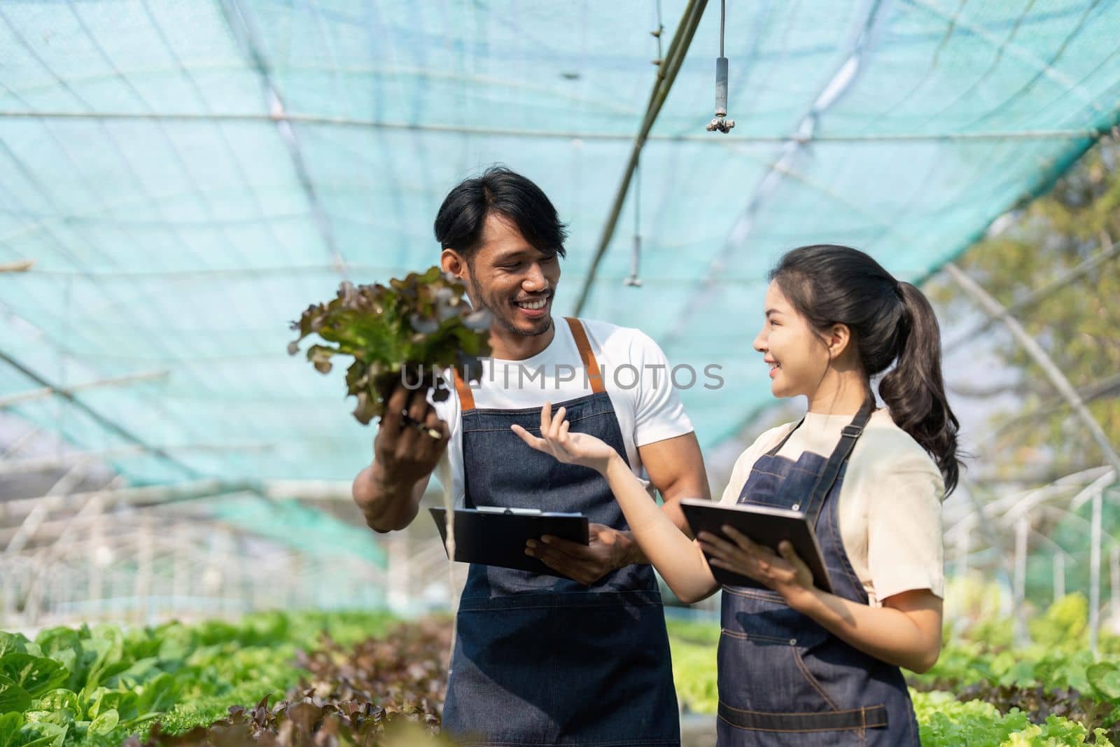 Asian woman and man farmer working together in organic hydroponic salad vegetable farm. using tablet inspect quality of lettuce in greenhouse garden.