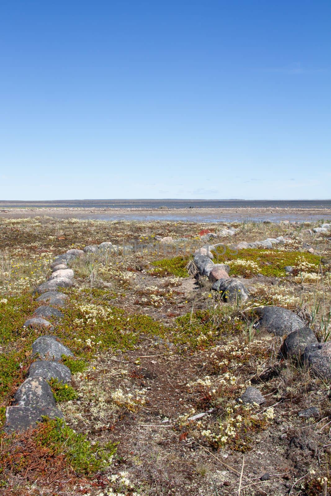 An overgrown path outlined with rocks on the arctic tundra by Granchinho