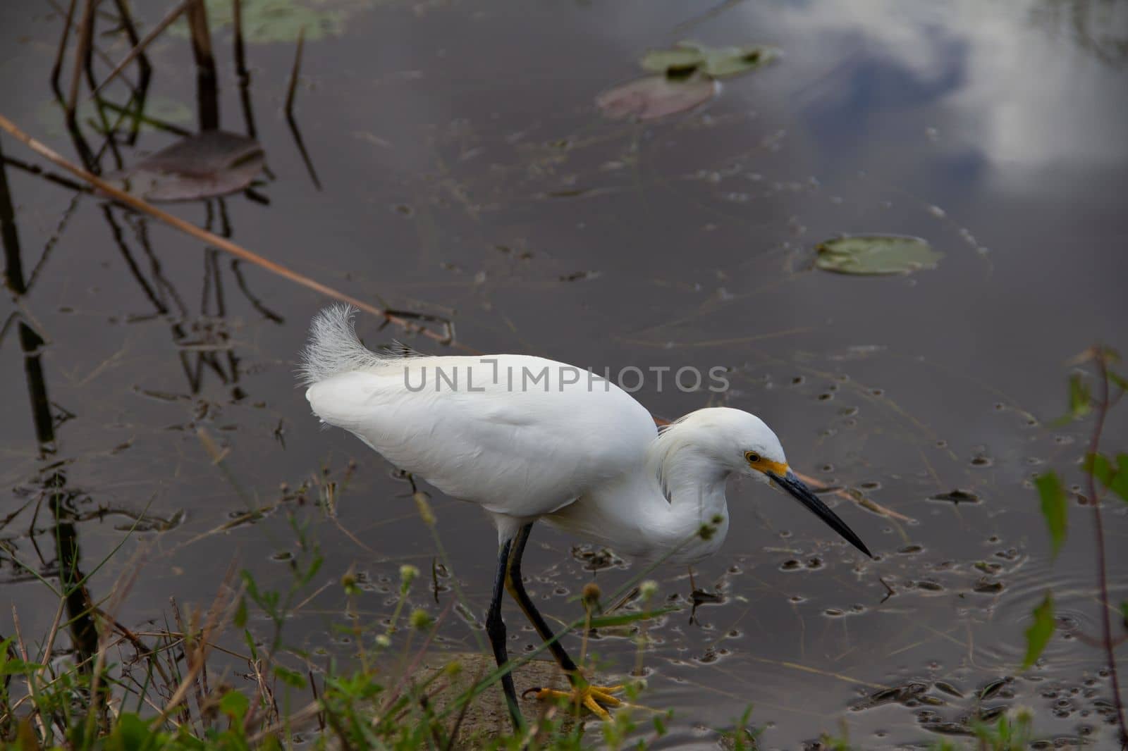 Snowy egret wading in water, found in Everglades by Granchinho