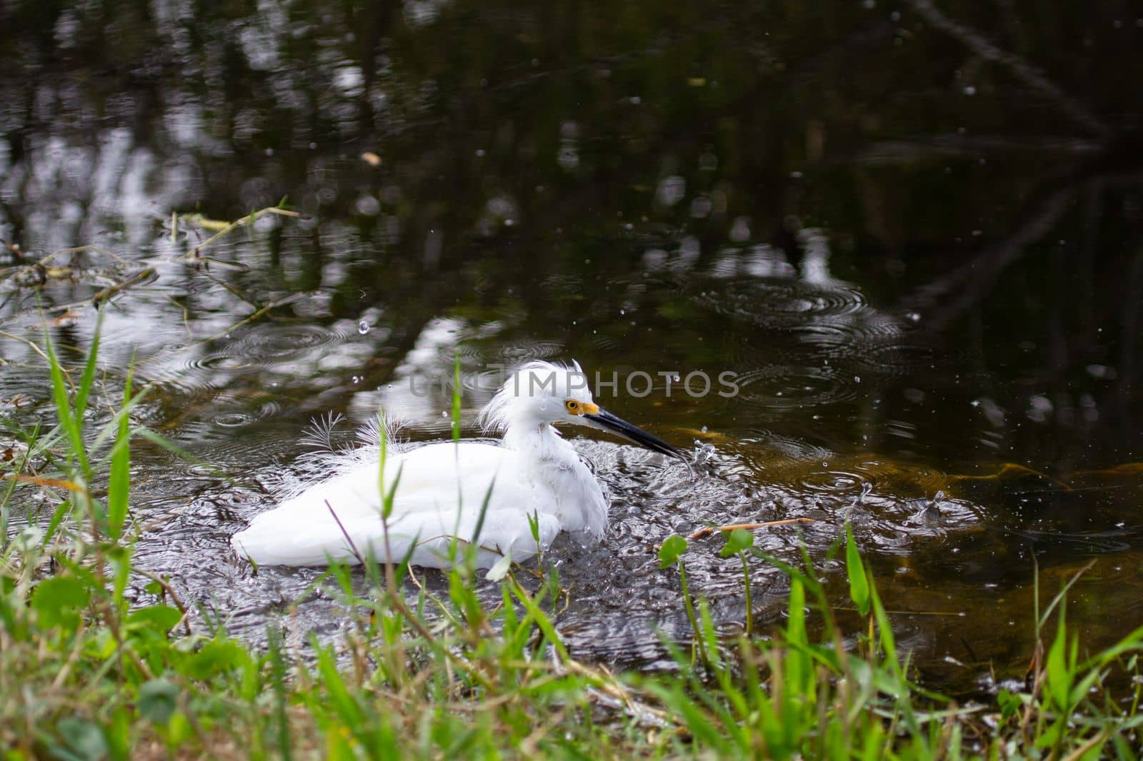 Snowy egret wading in water, found in Everglades by Granchinho