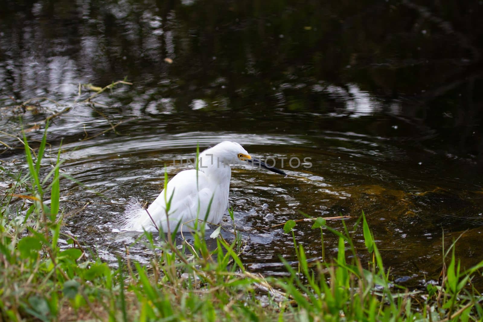 Snowy egret wading in water, found in Everglades, Florida