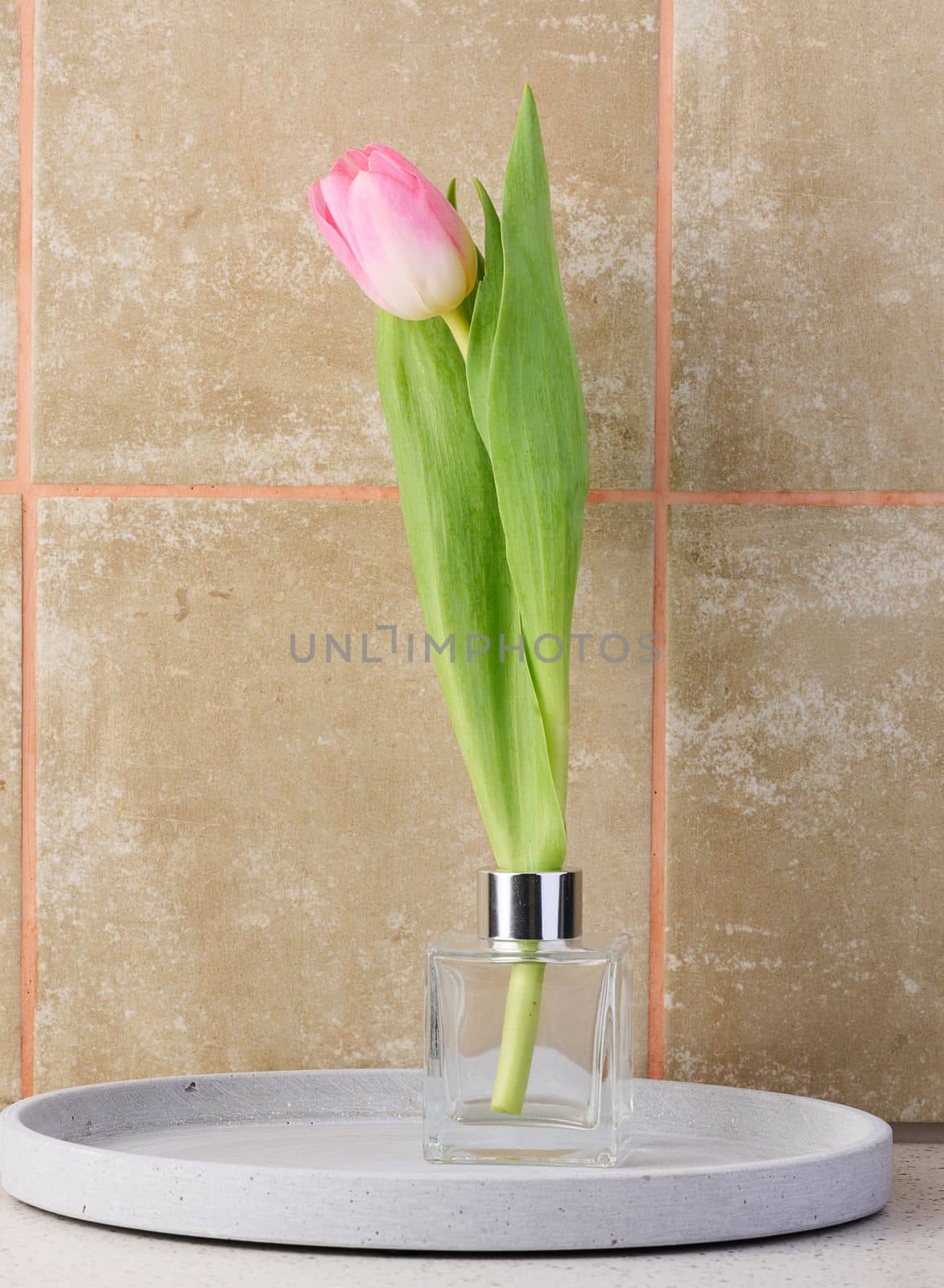 Glass vase with a pink tulip on the table by ndanko